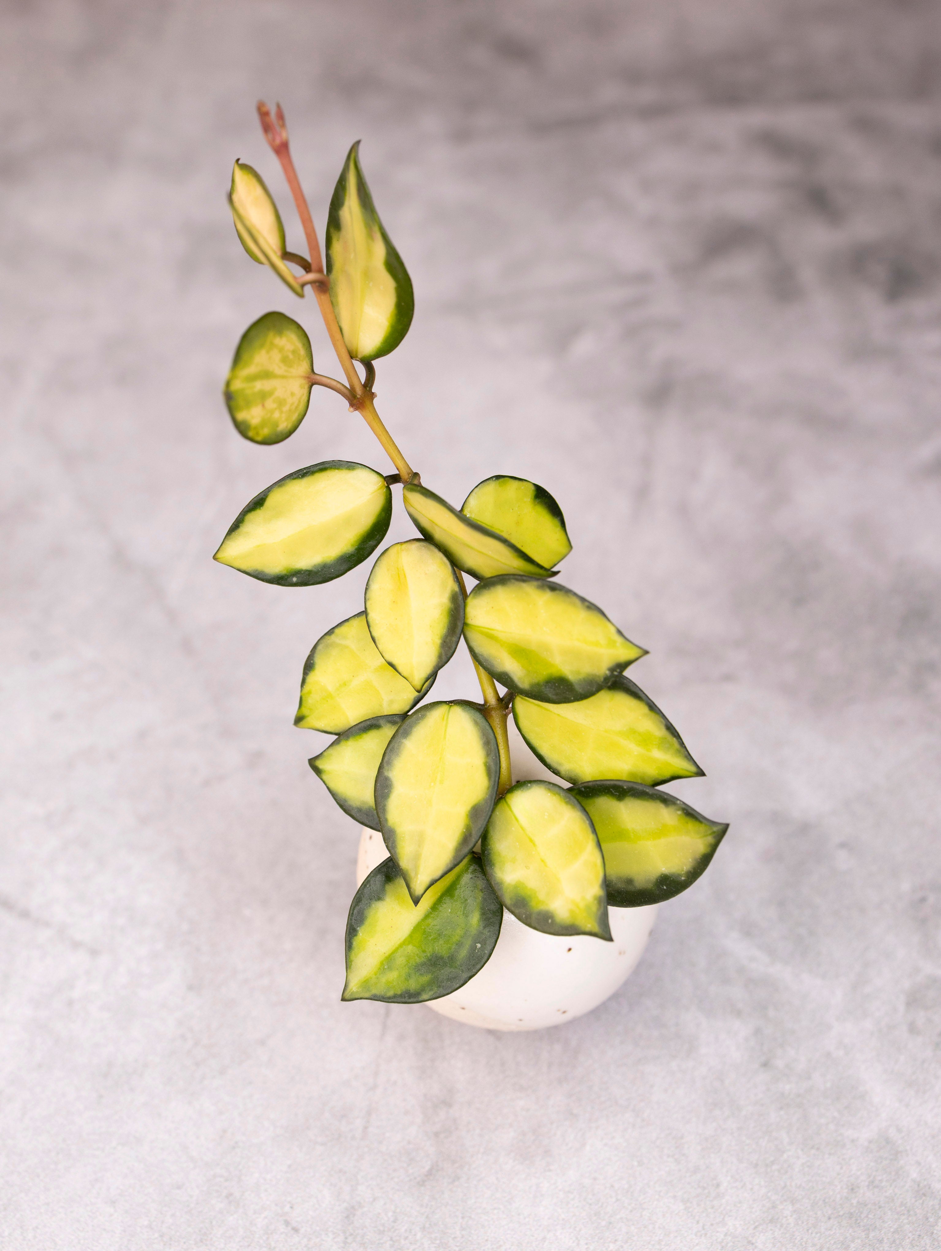 Green and yellow potted plant on a gray background