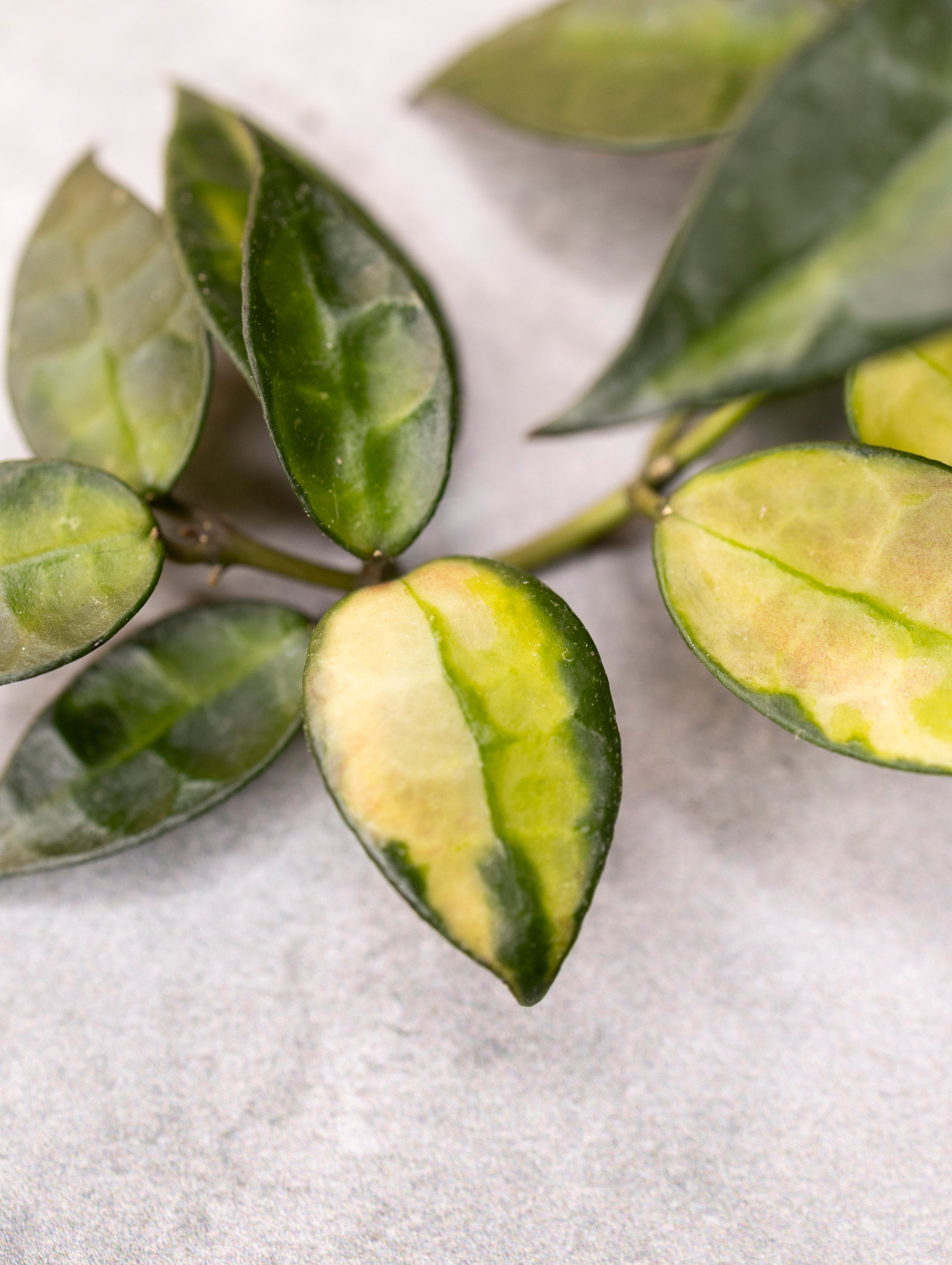 Hoya lacunosa &