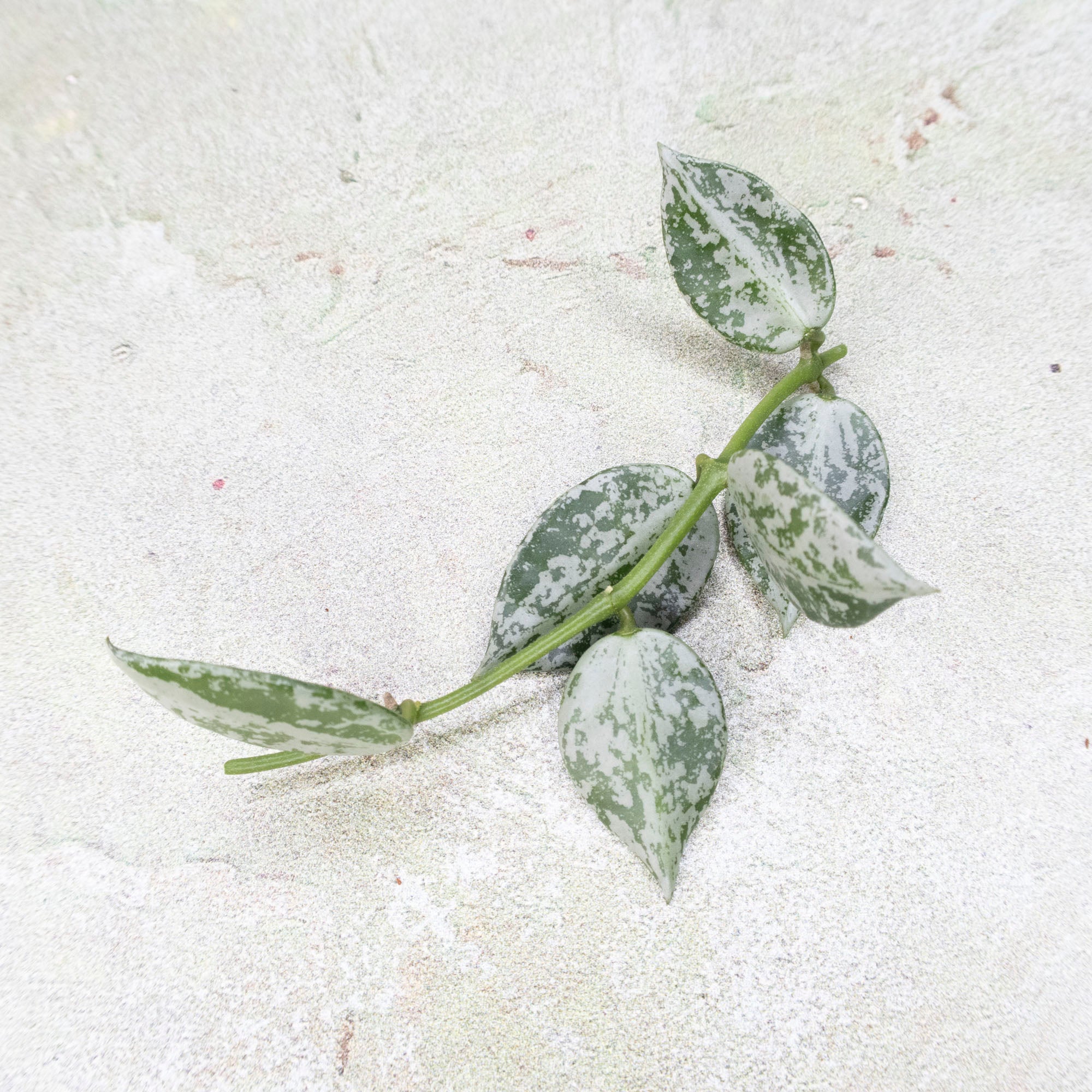 Hoya Lacunosa Snow Leopard