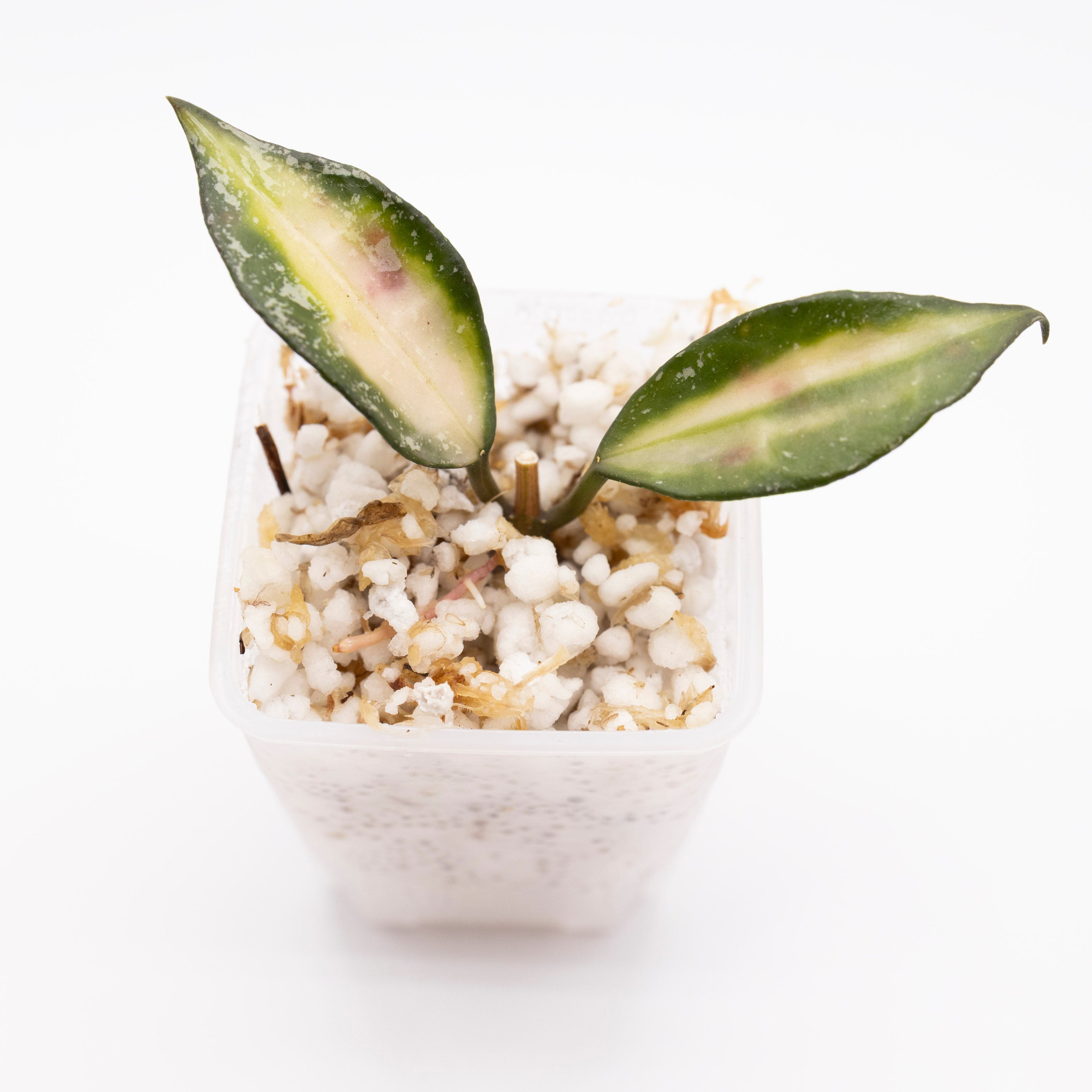 Hoya Lacunosa Souma Splash