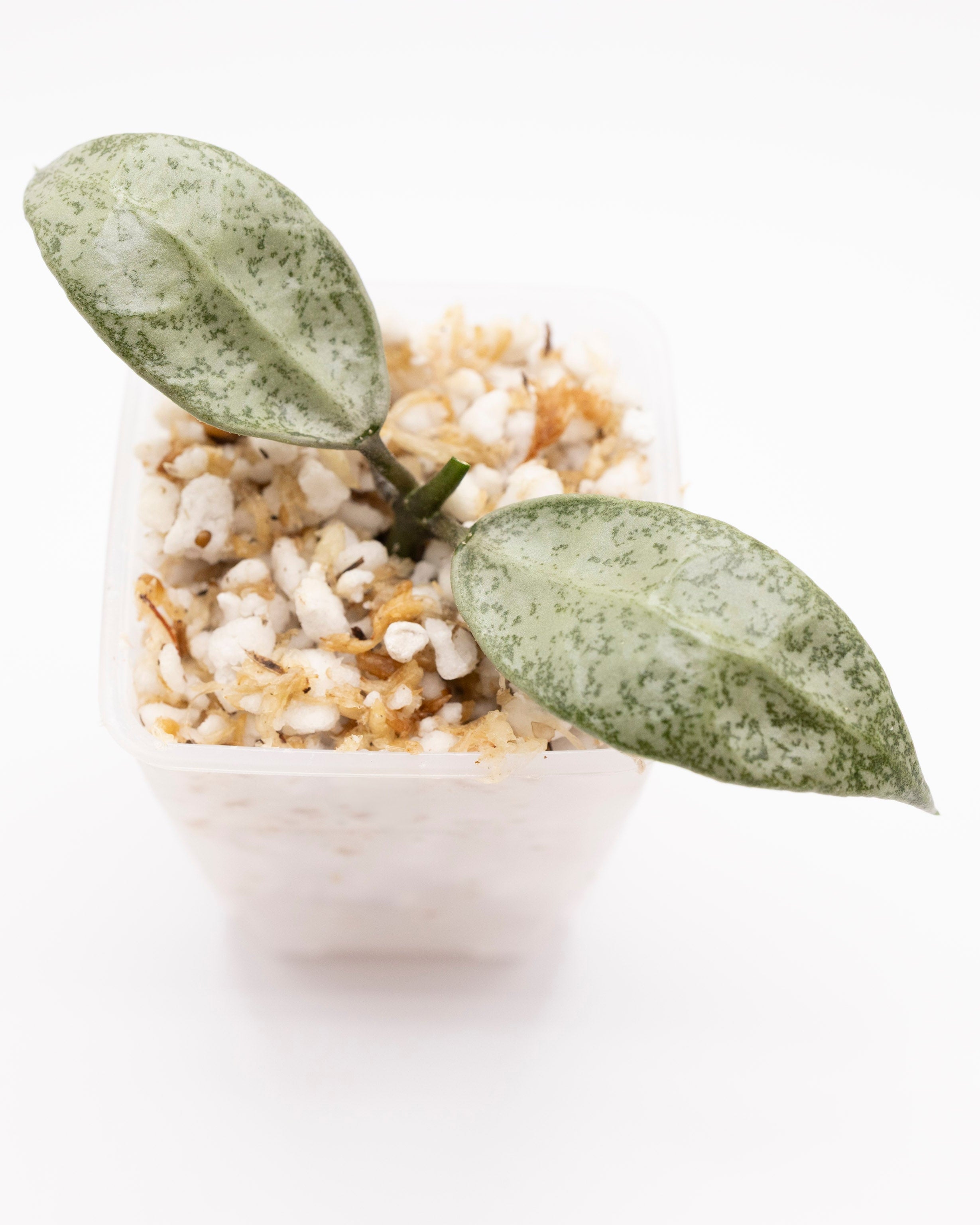 Hoya Lacunosa White Pearl