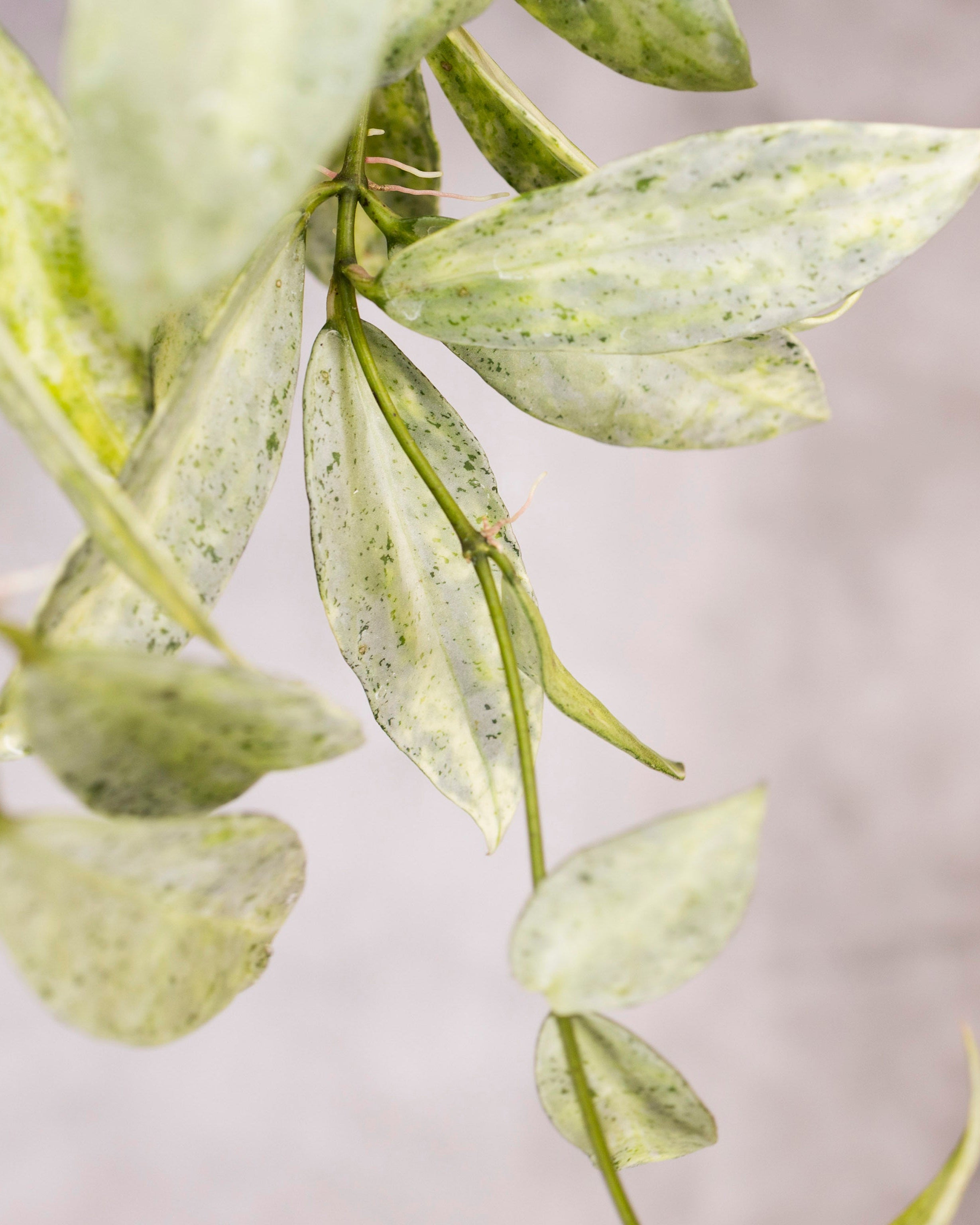Hoya lacunosa winter pandora