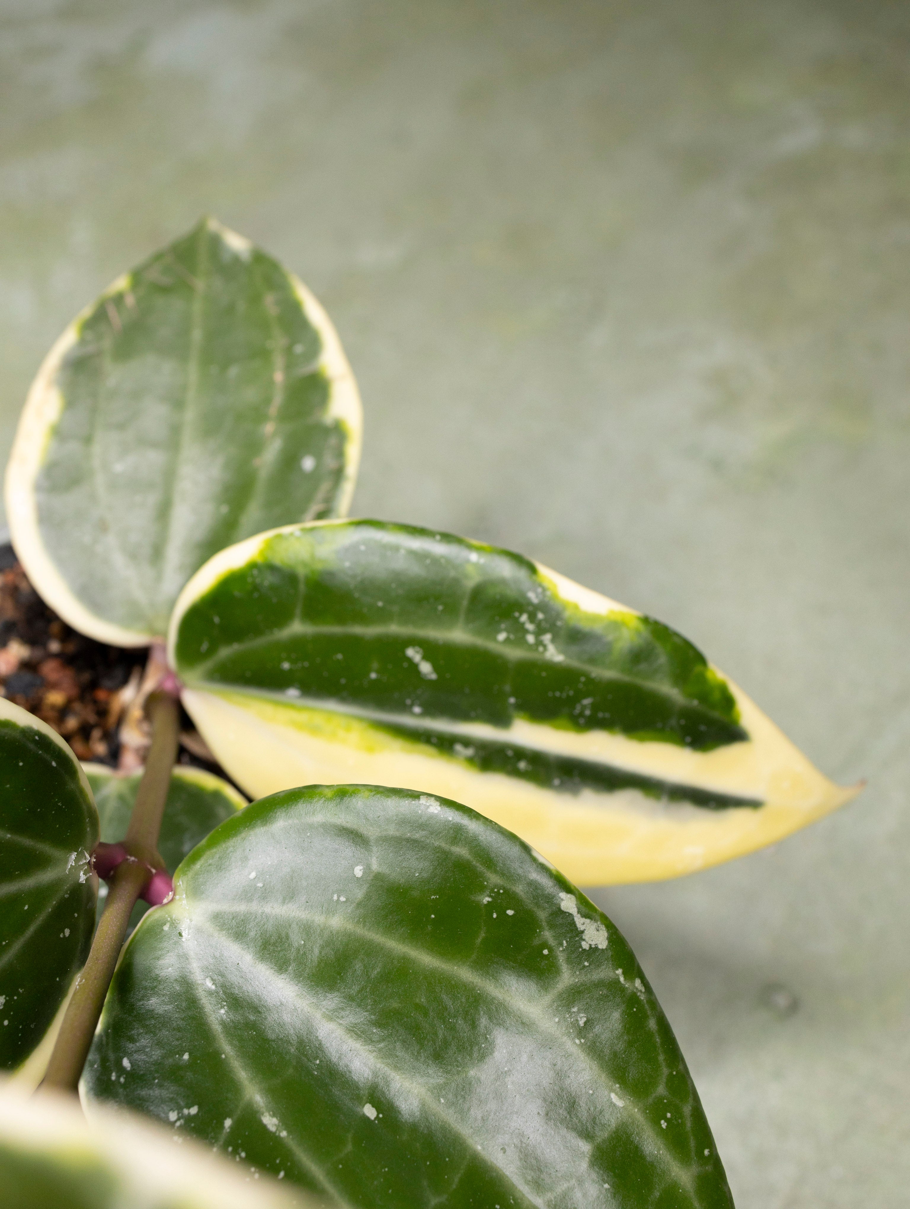 Hoya Latifolia Albomarginata