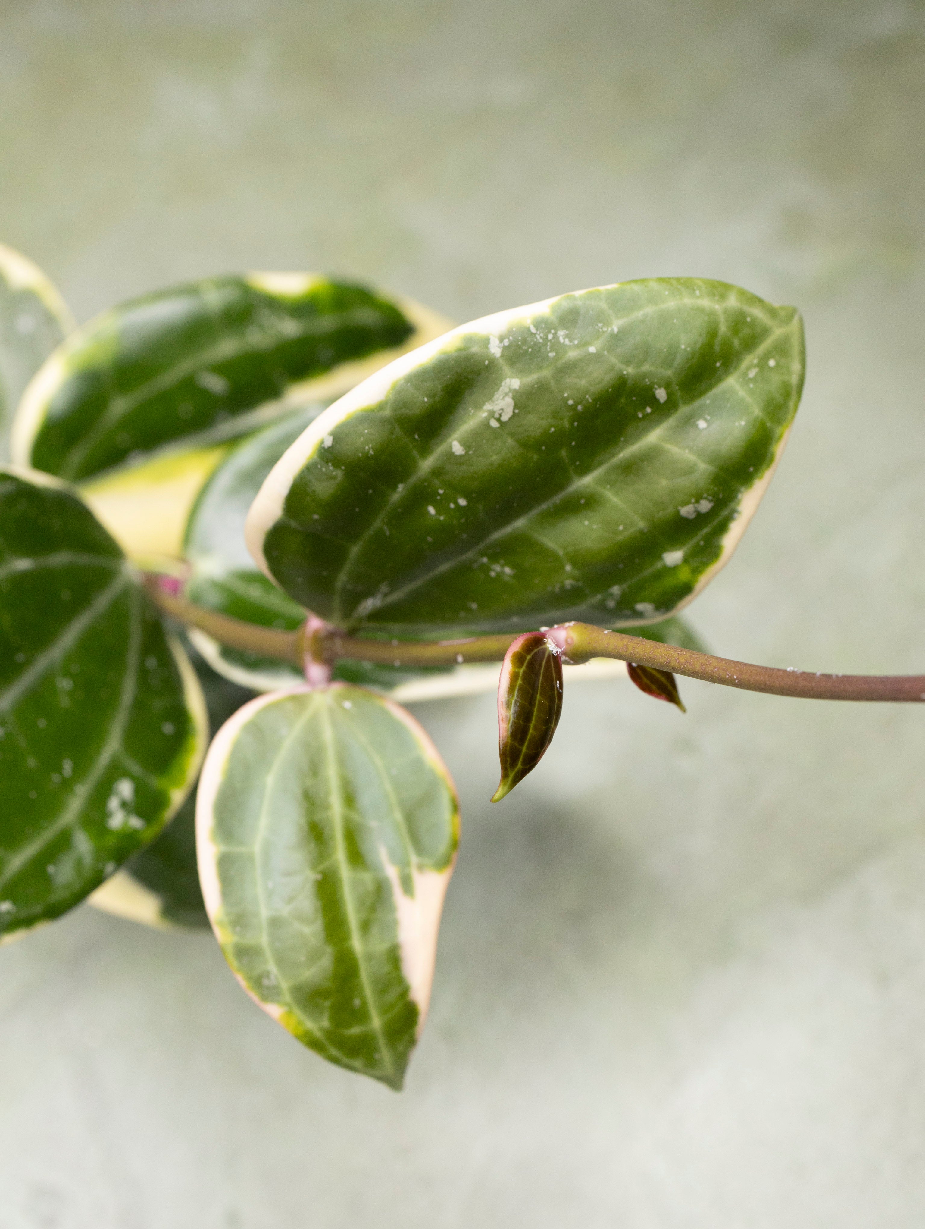 Hoya Latifolia Albomarginata