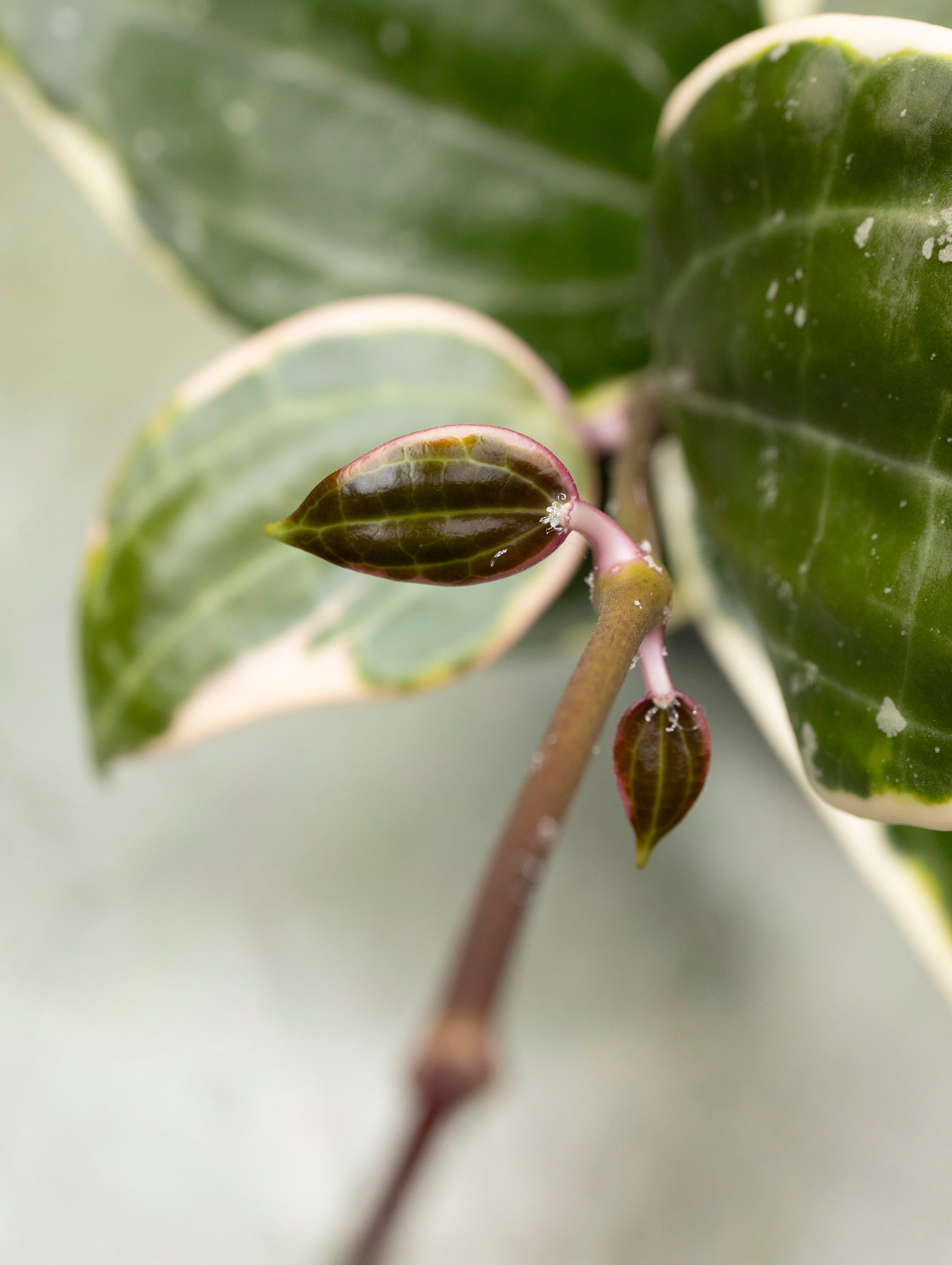 Hoya Latifolia Albomarginata