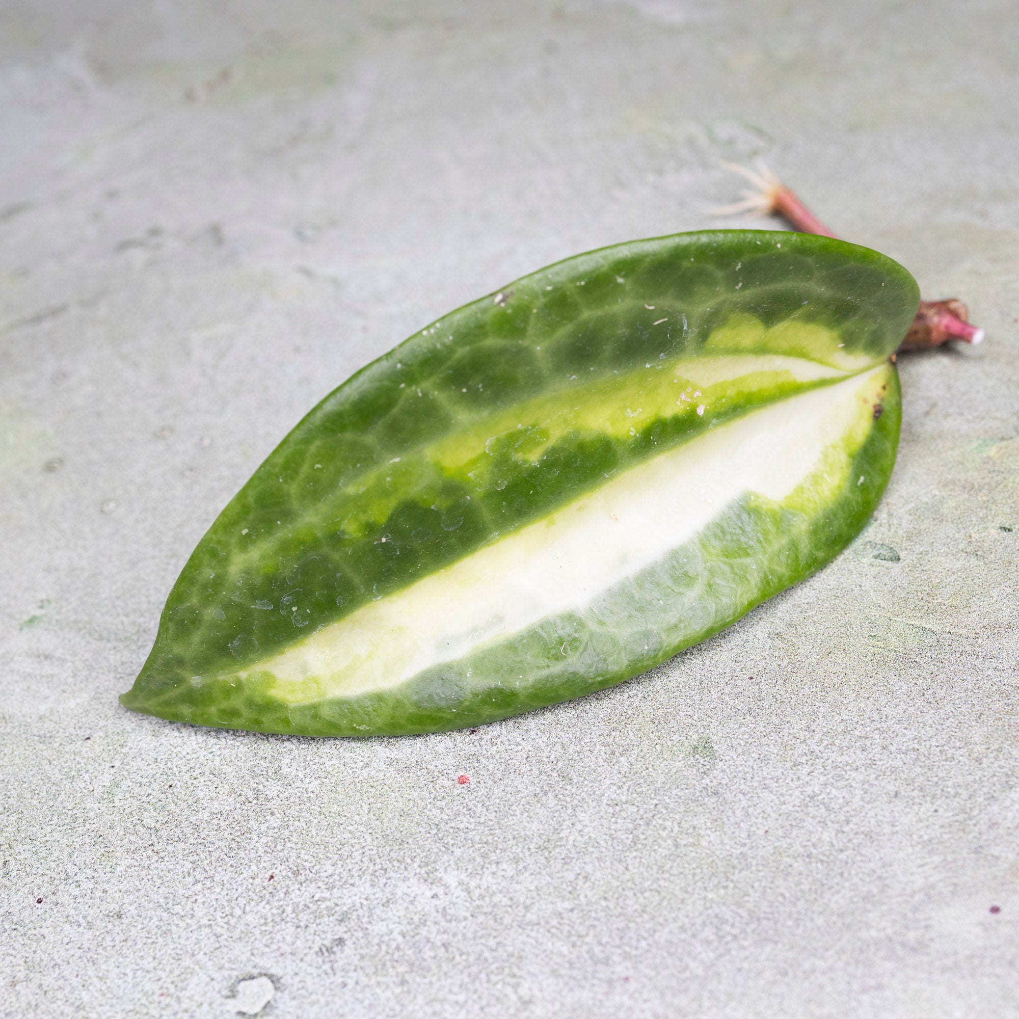 Hoya Latifolia Queensy