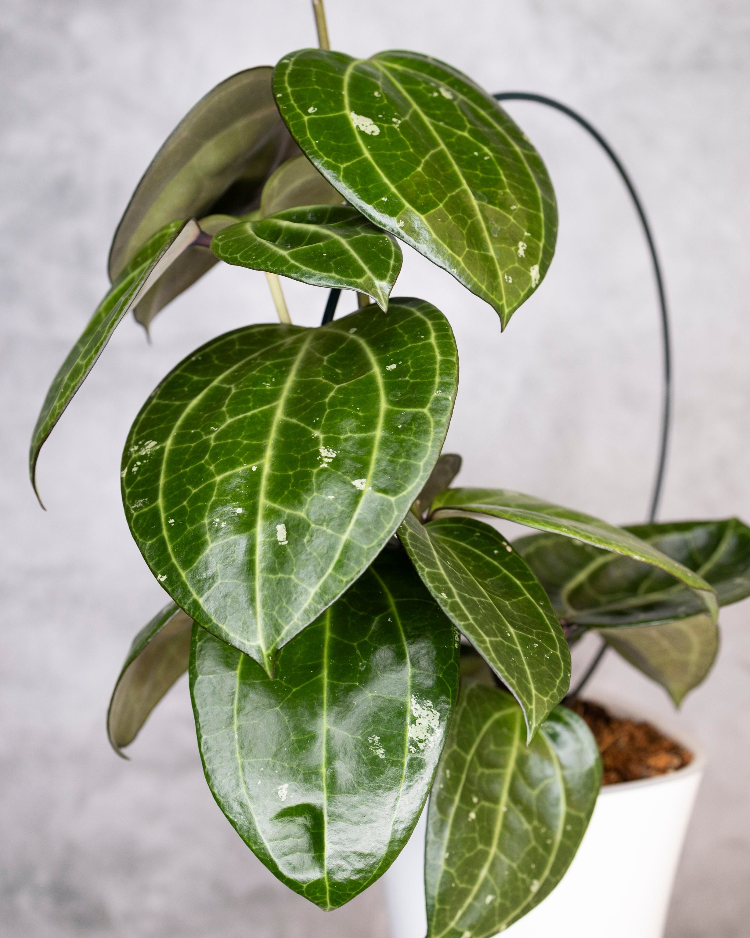 Hoya Latifolia Sarawak, a trellised green plant with leaves against a neutral background