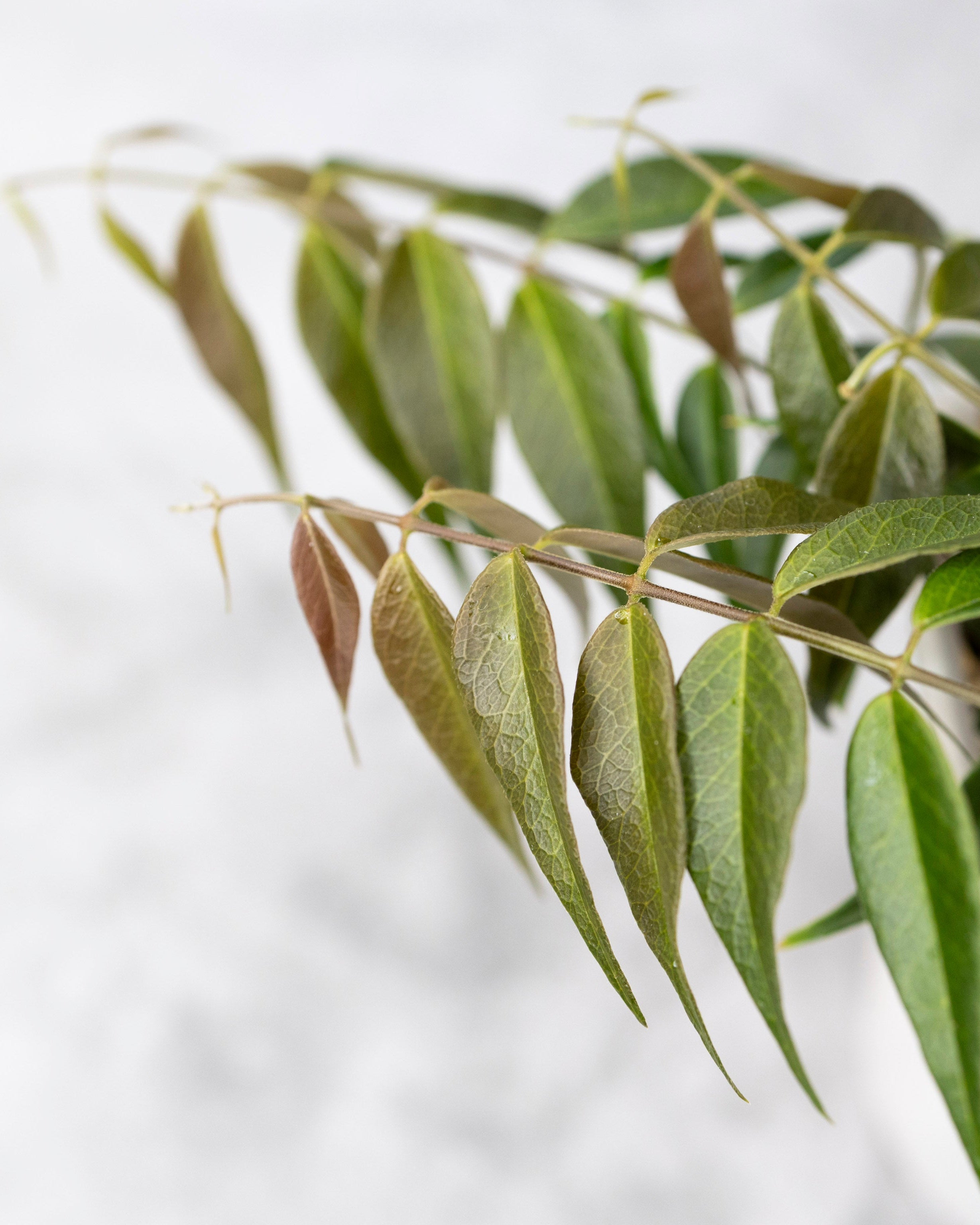 Close-up of a branch with green leaves on a light background