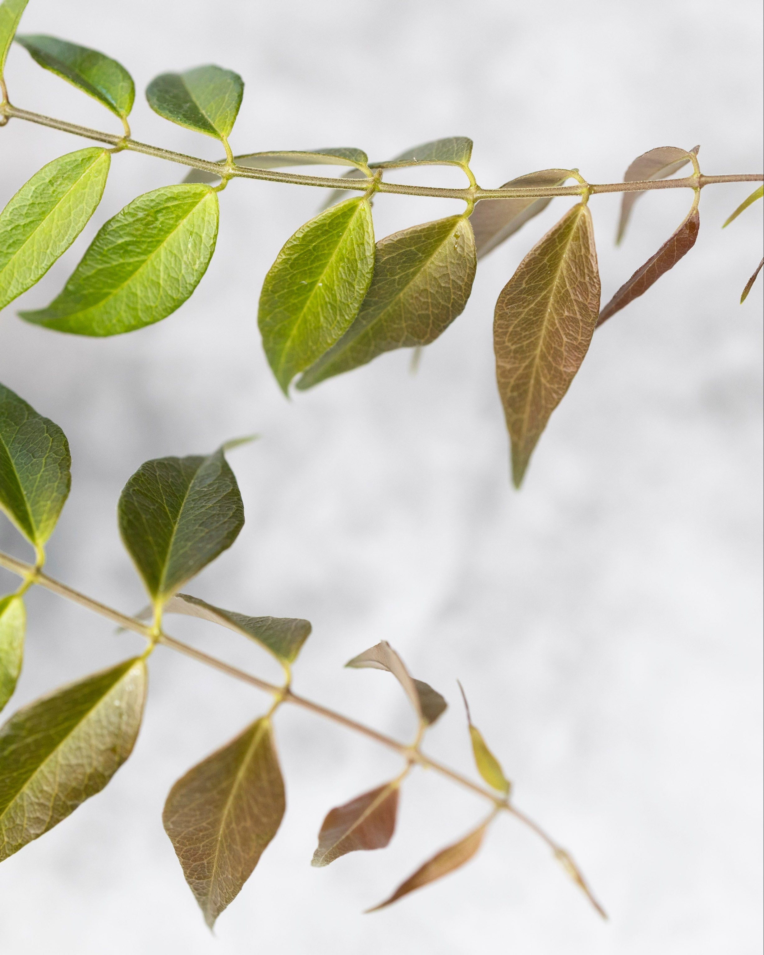 Close-up of green leaves on a branch with a blurred white background