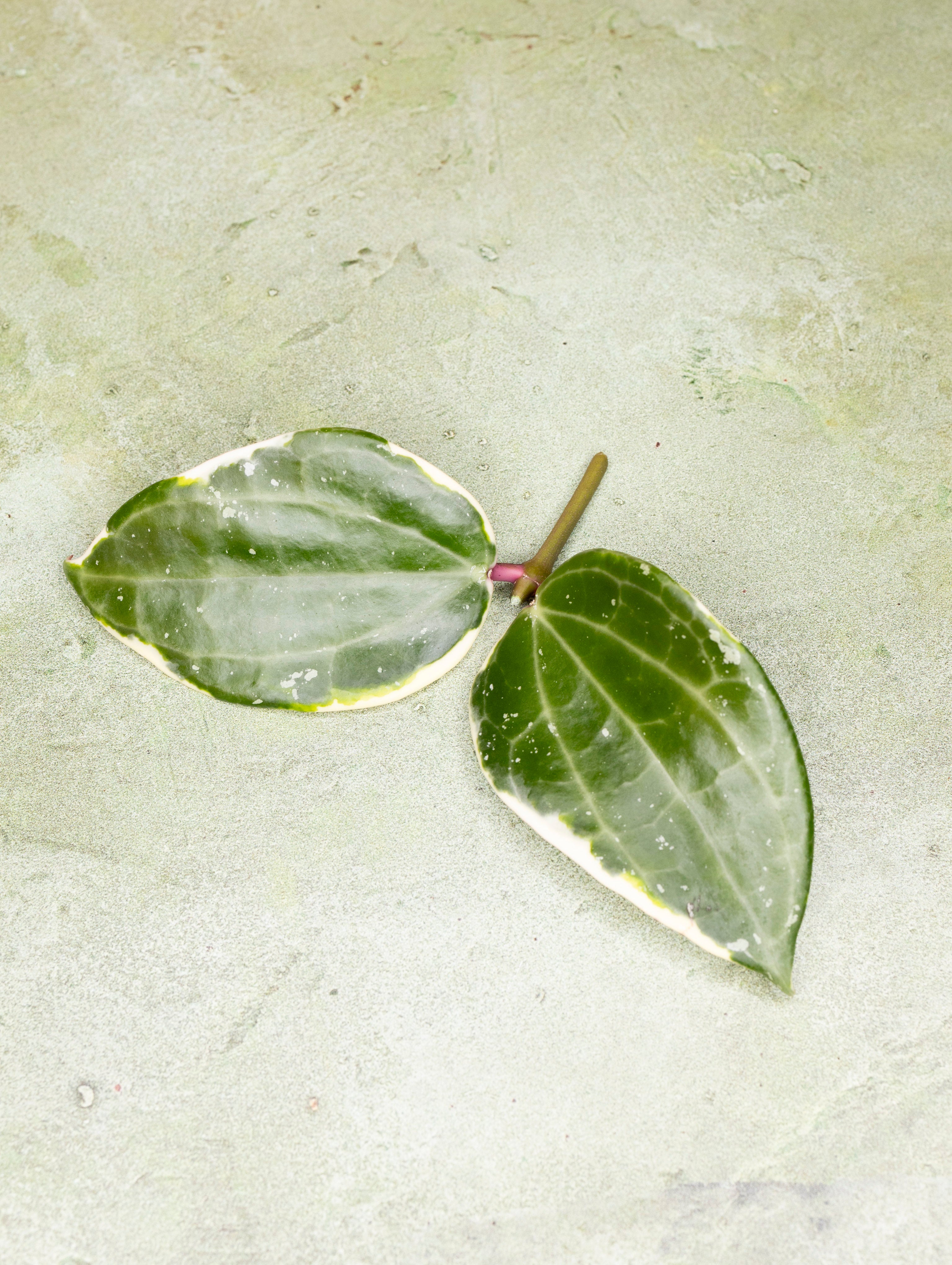 Hoya Latifolia Albomarginata