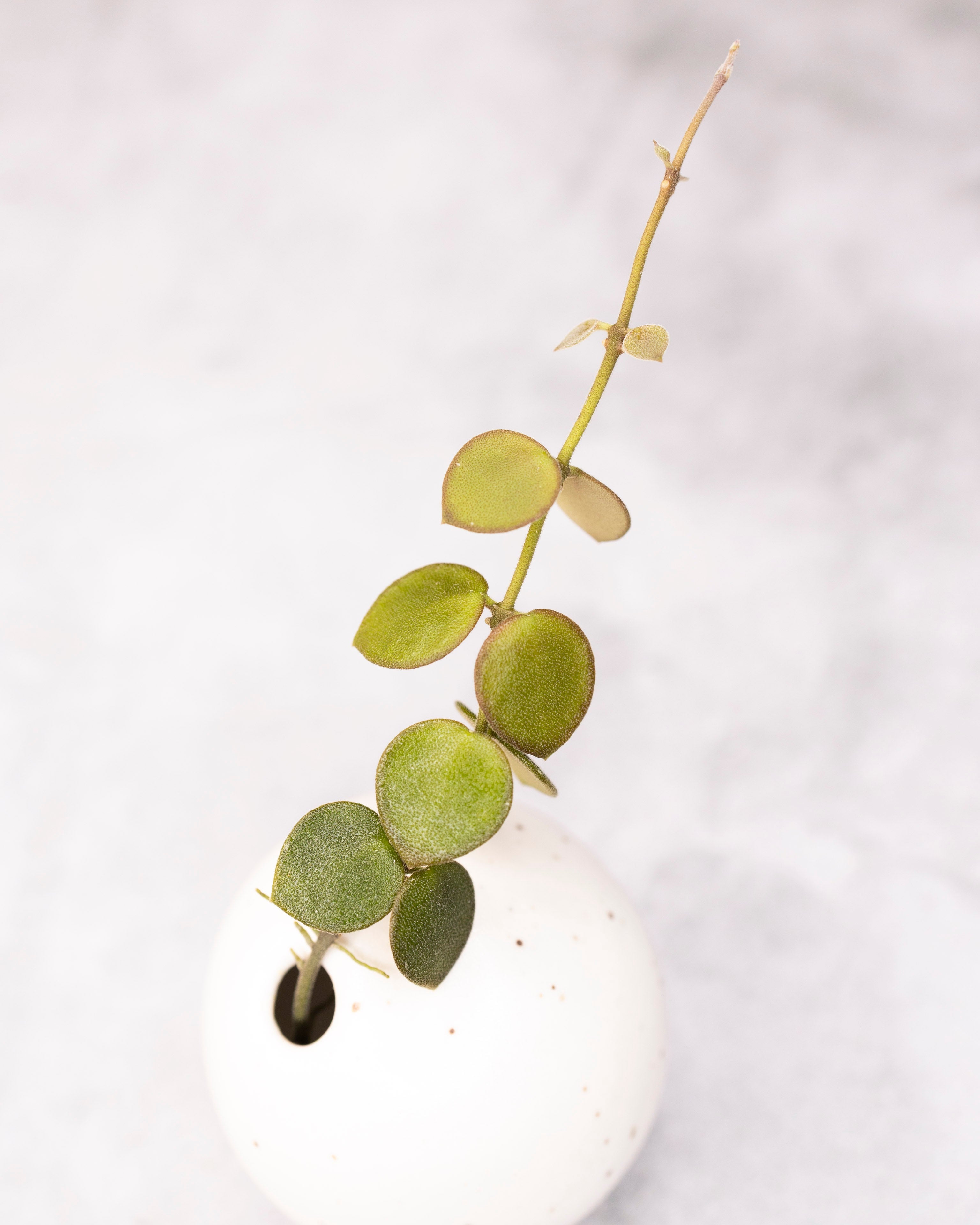 Small plant in a white vase on a light gray background
