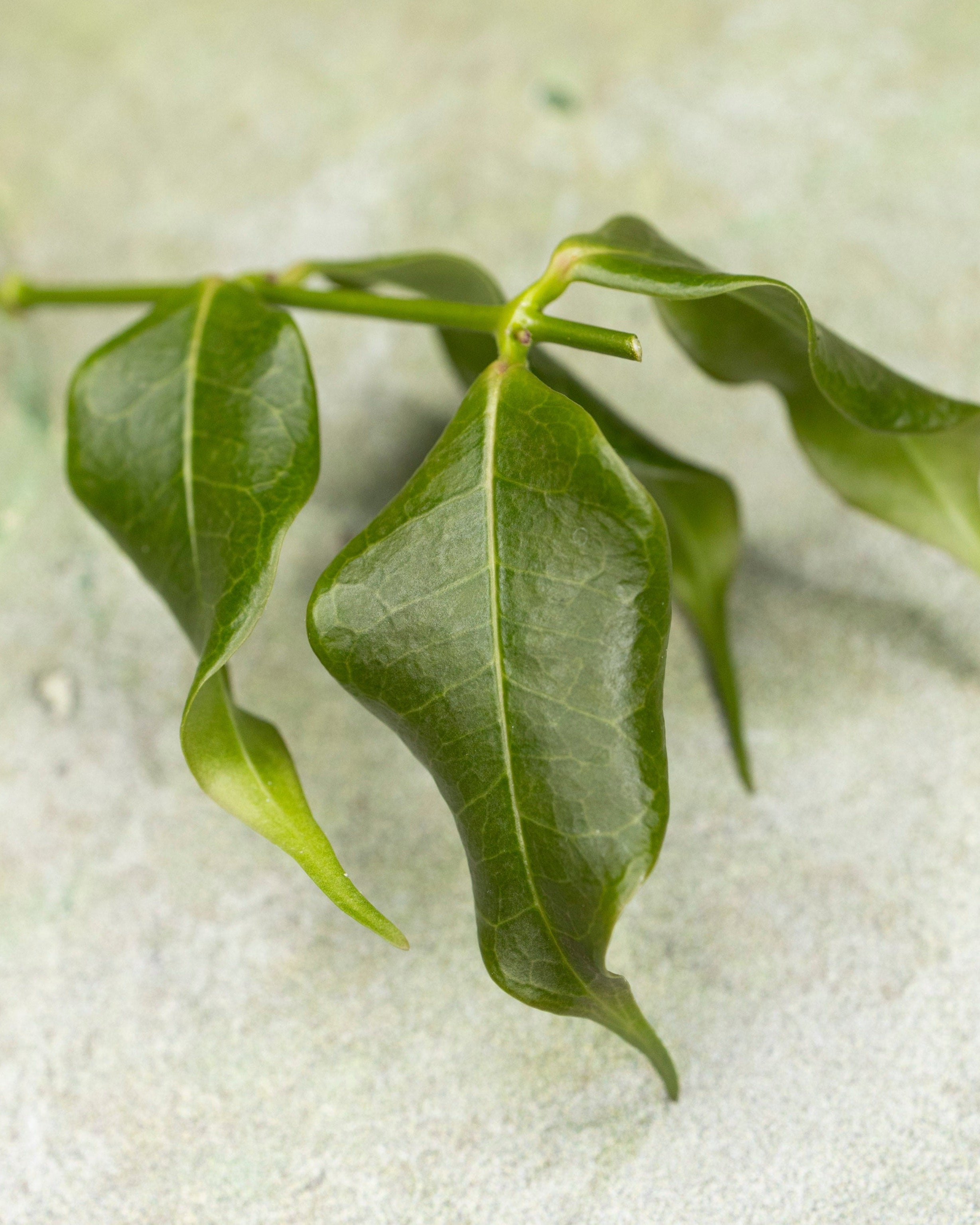 Hoya Medusa