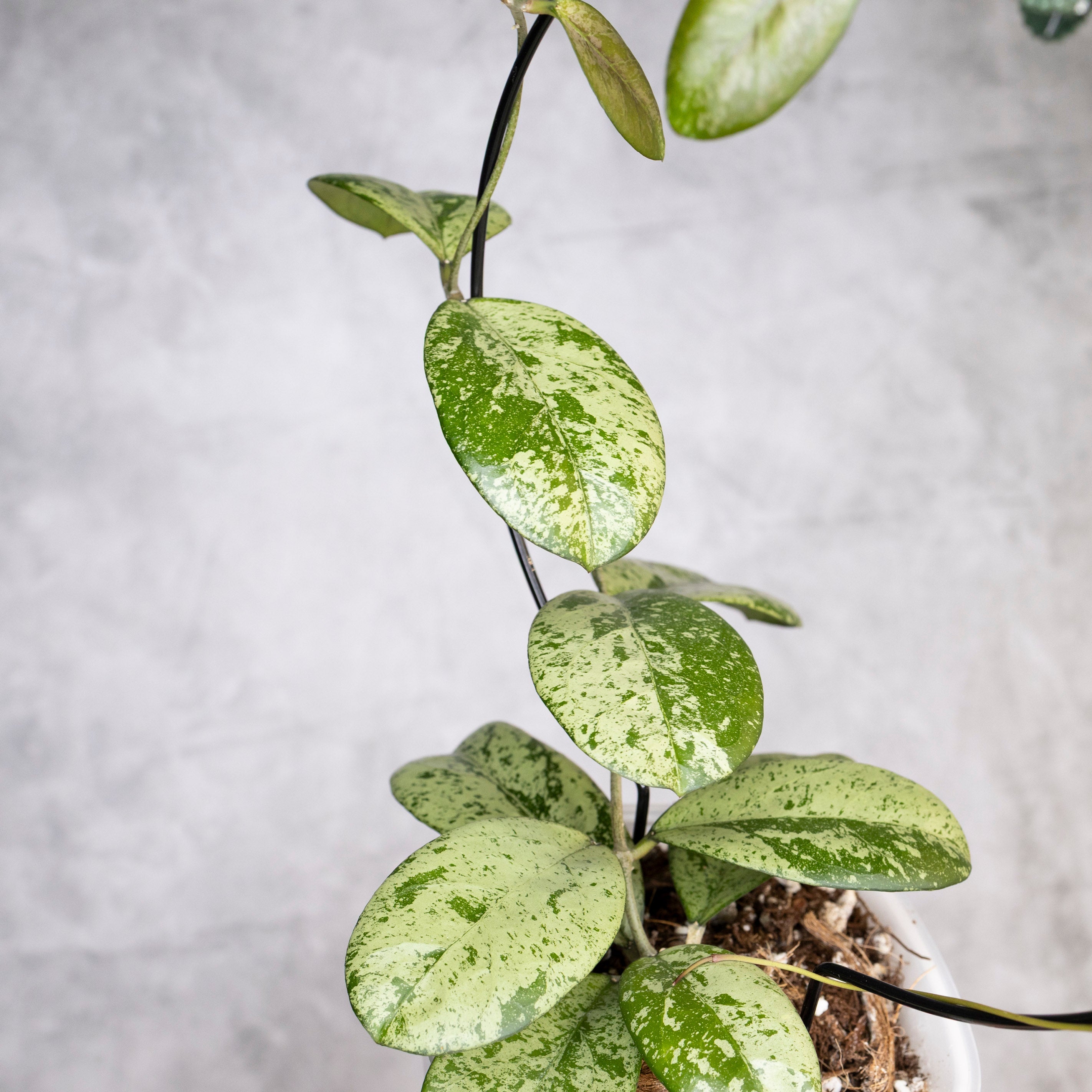 Potted plant with silver and green leaves on a gray background, Hoya Meena