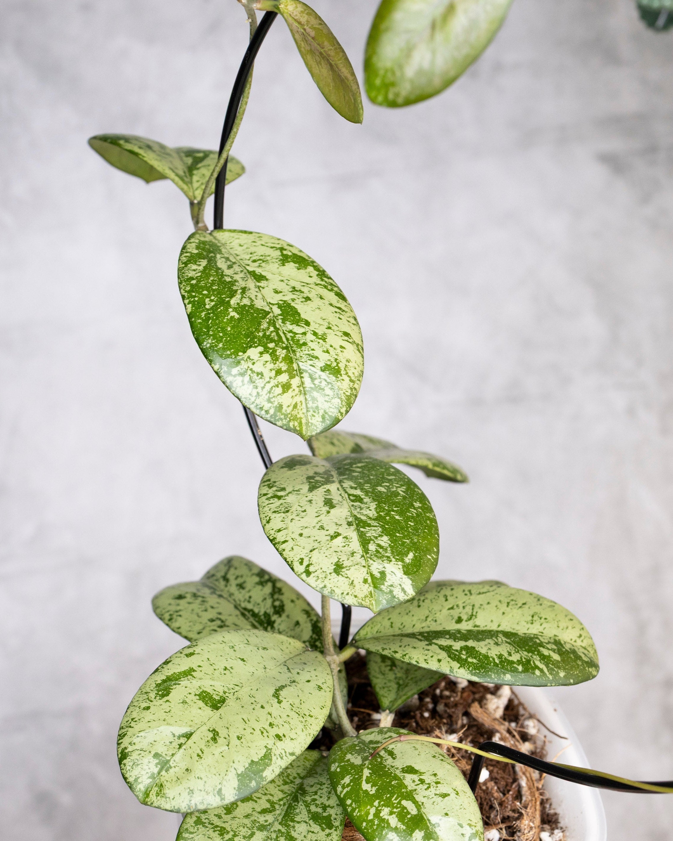 Potted plant with silver and green leaves on a gray background, Hoya Meena