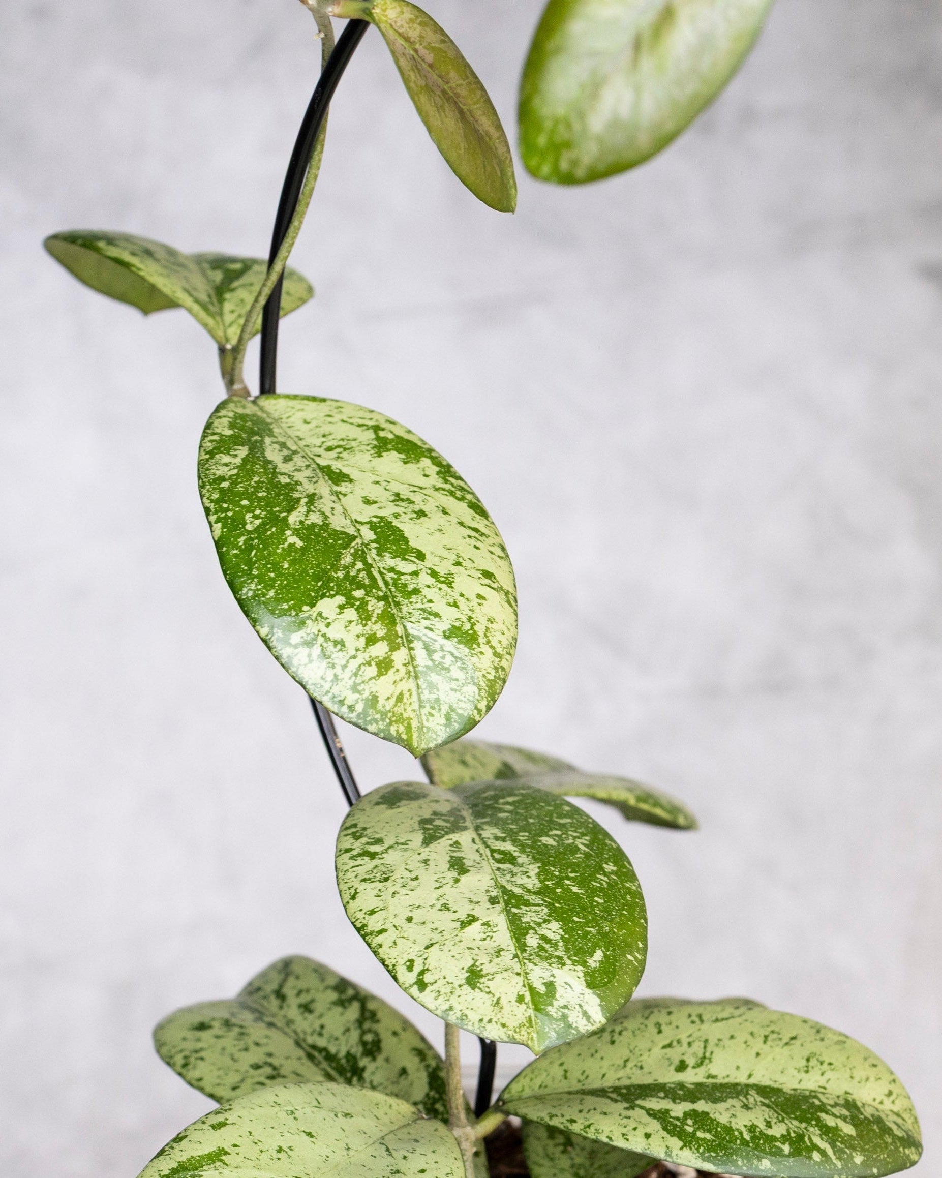 Potted plant with silver and green leaves on a gray background, Hoya Meena