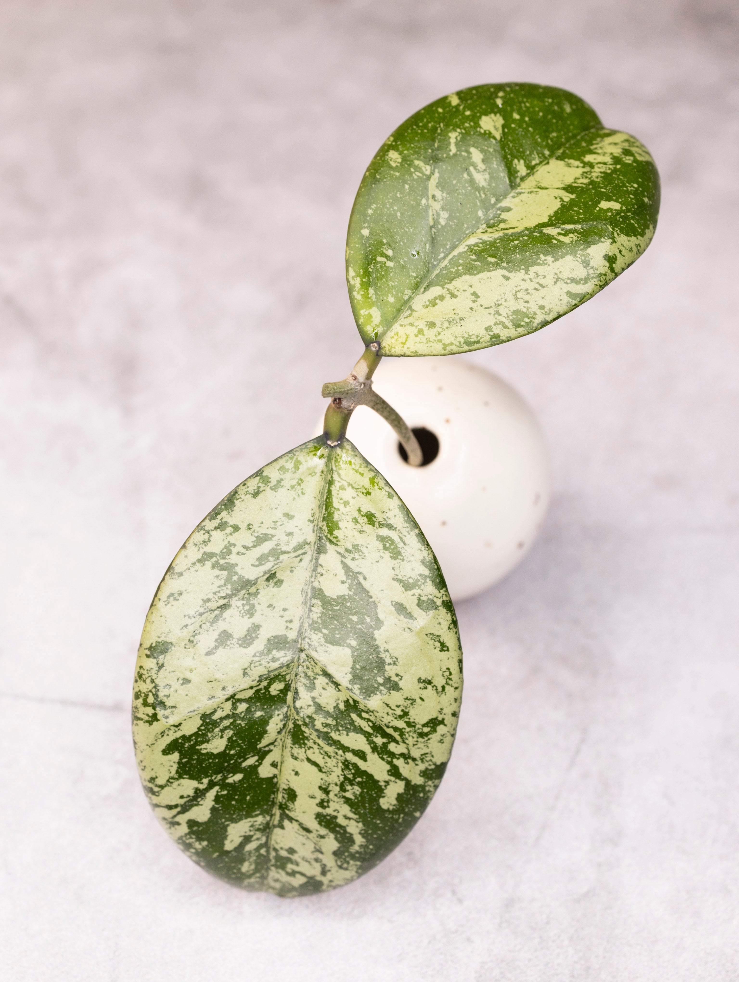 Hoya Meena (crassipetiolata splash X michele splash)
