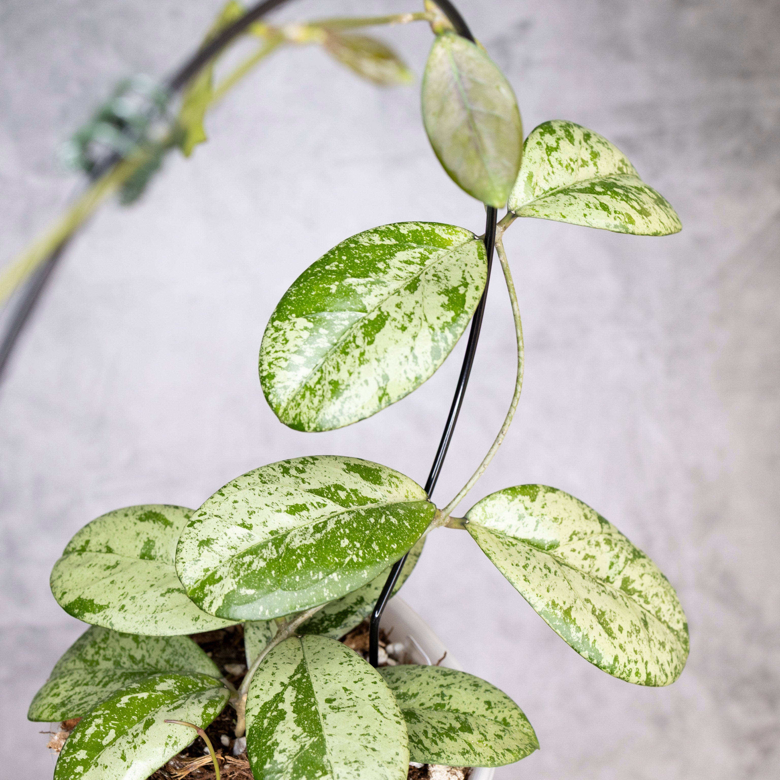 Close-up of a potted plant with green and silver leaves on a gray background, Hoya Meena