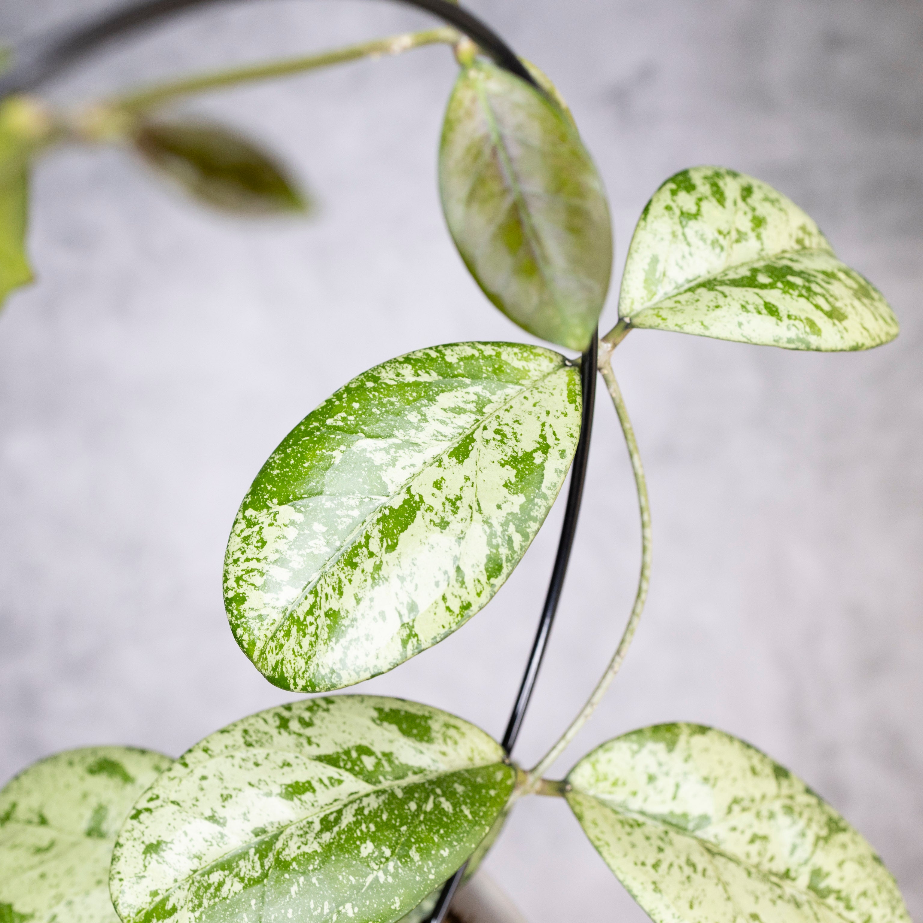 Close-up of a plant with green and silver leaves on a blurred background, Hoya Meena