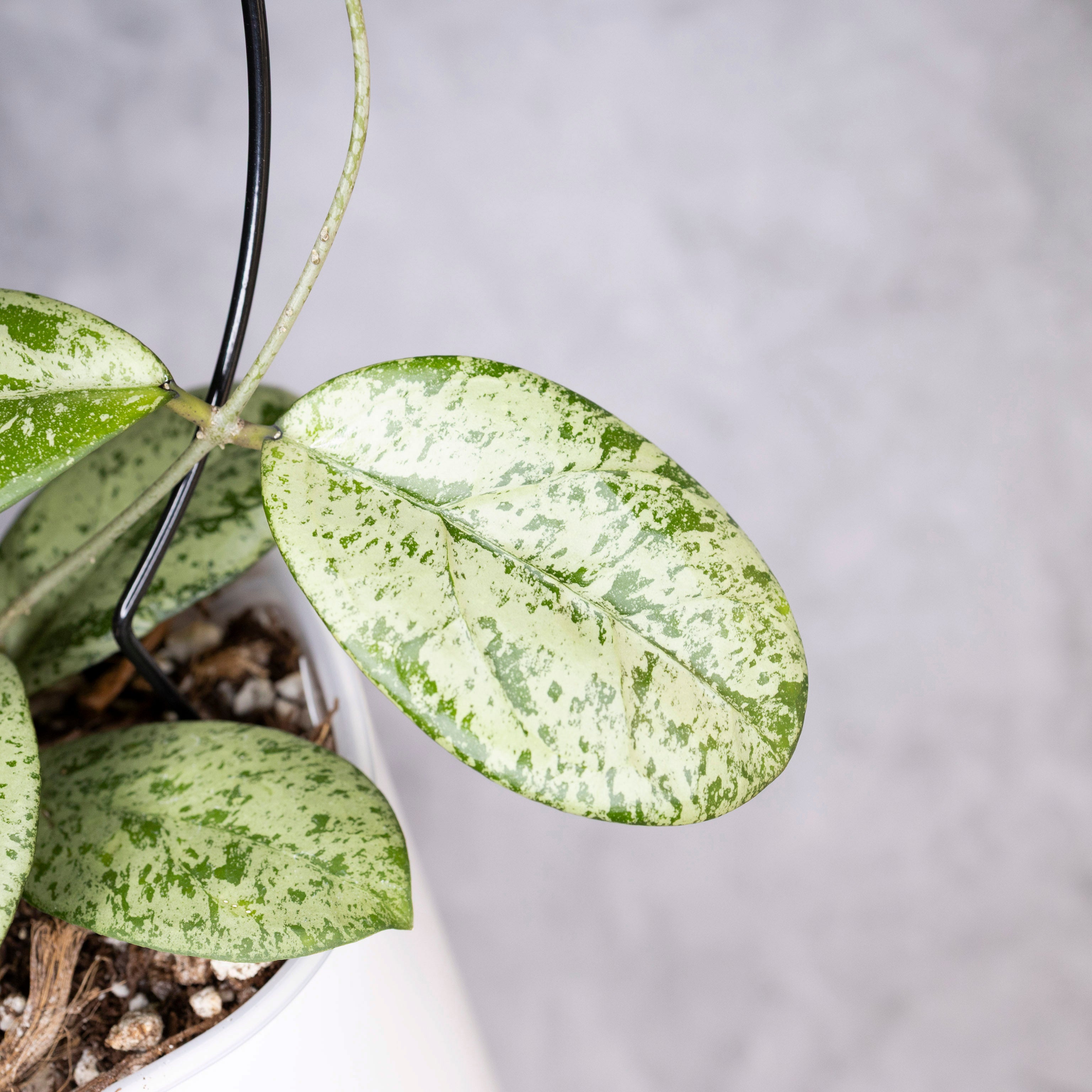 Hoya Meena