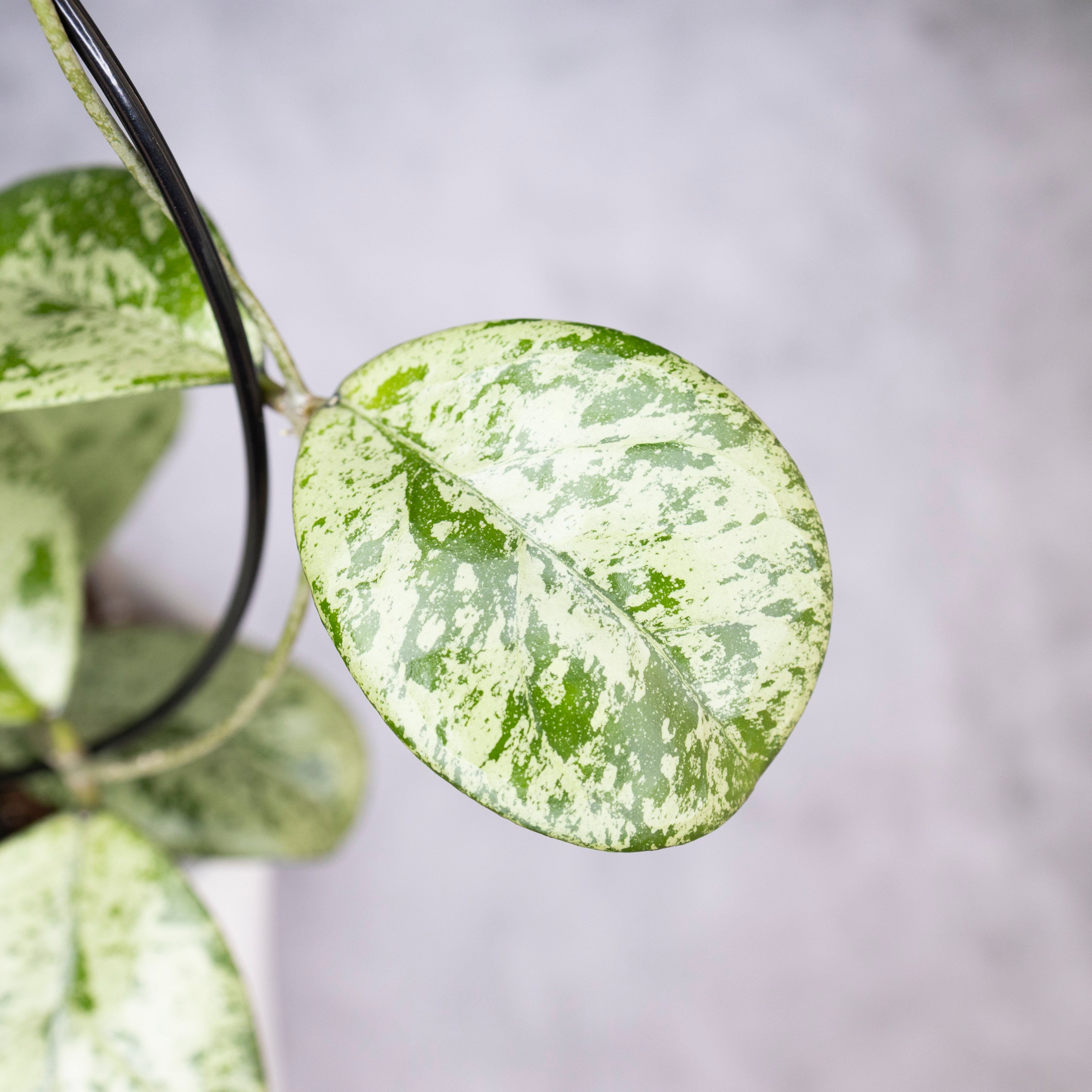 Close-up of a green and silver leaf with a blurred gray background, Hoya Meena