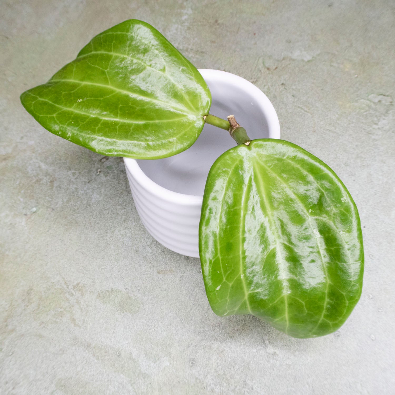 Hoya Merrillii