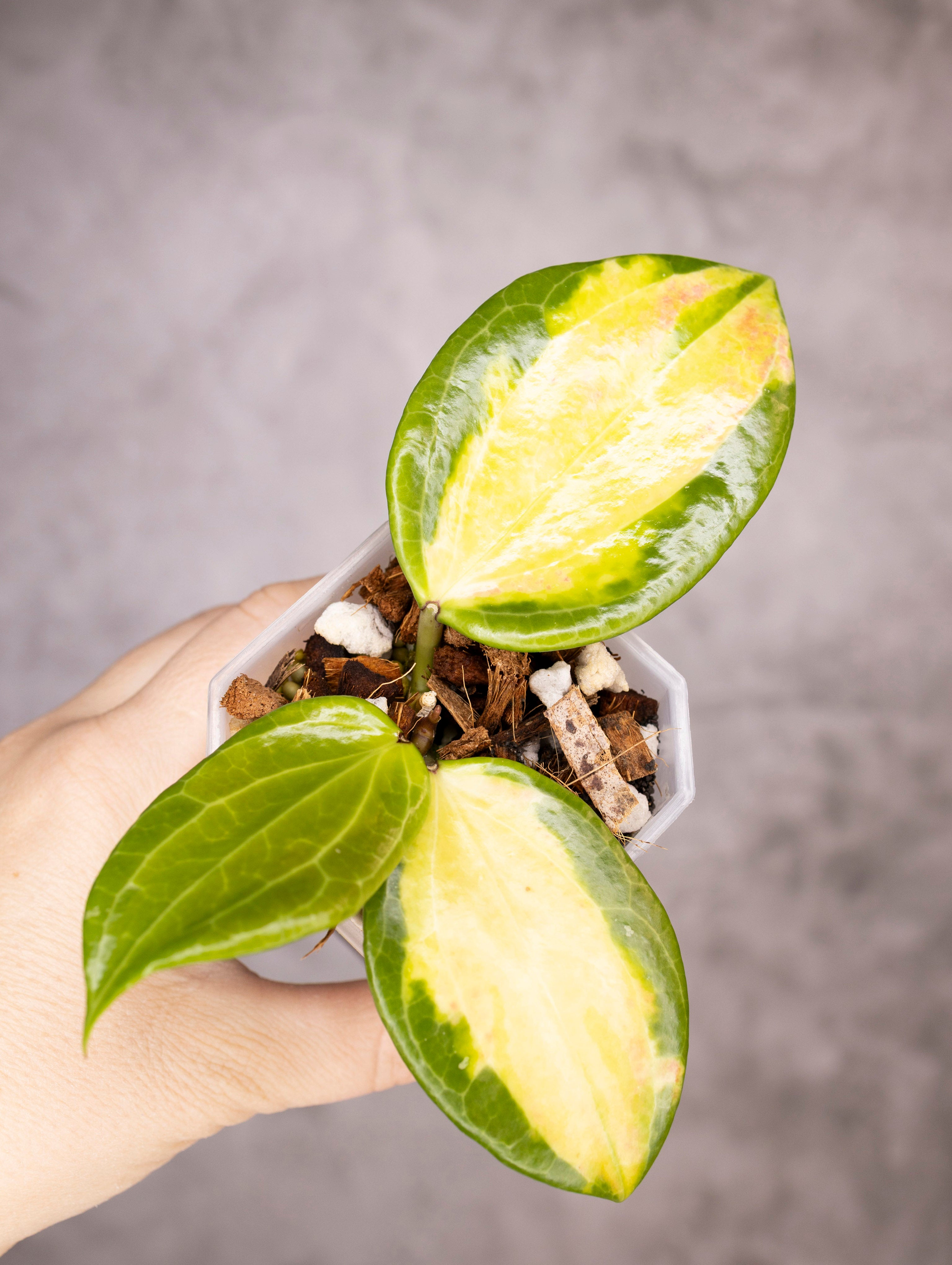 Hoya Merrillii Variegated