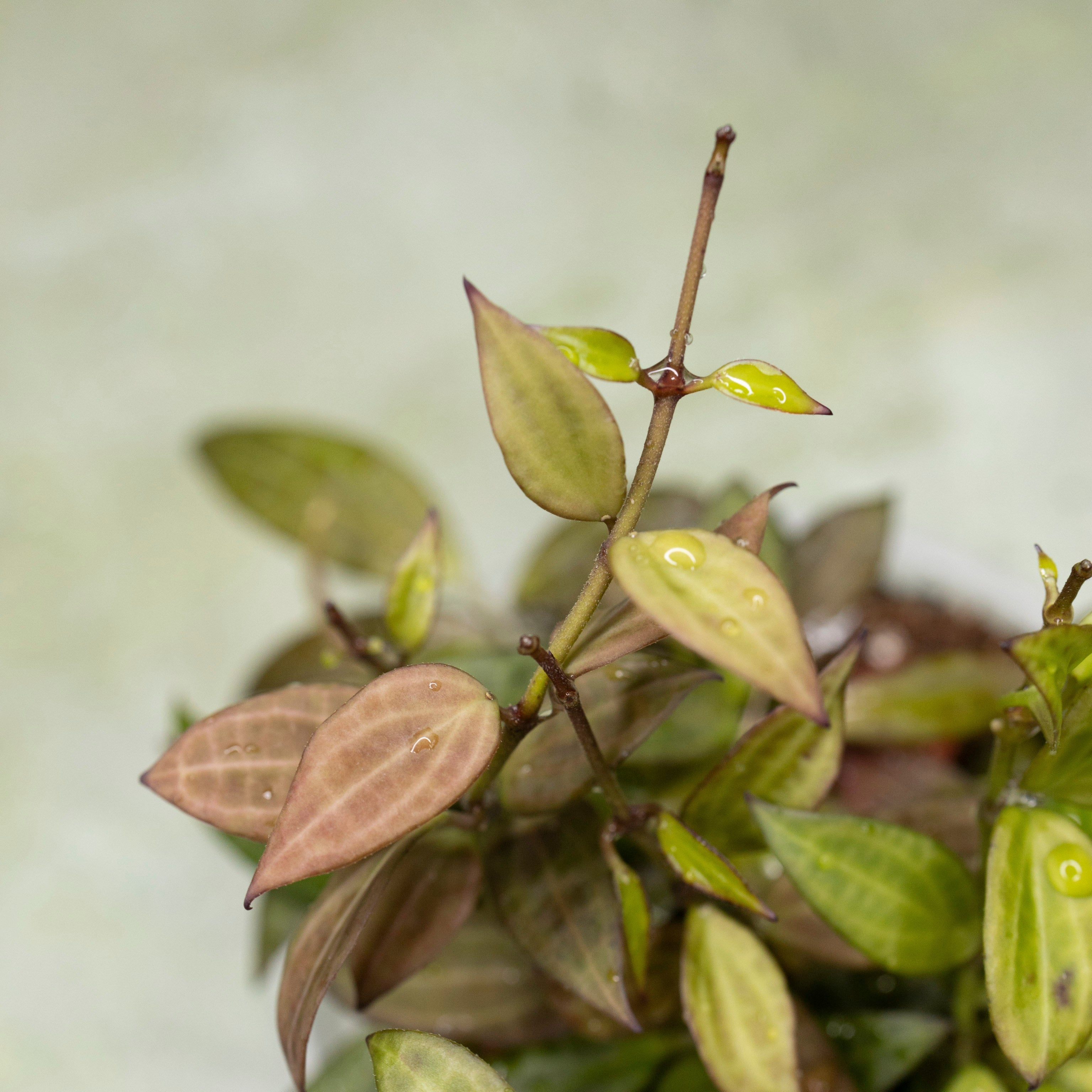 Hoya Microdwarf NS 12-323