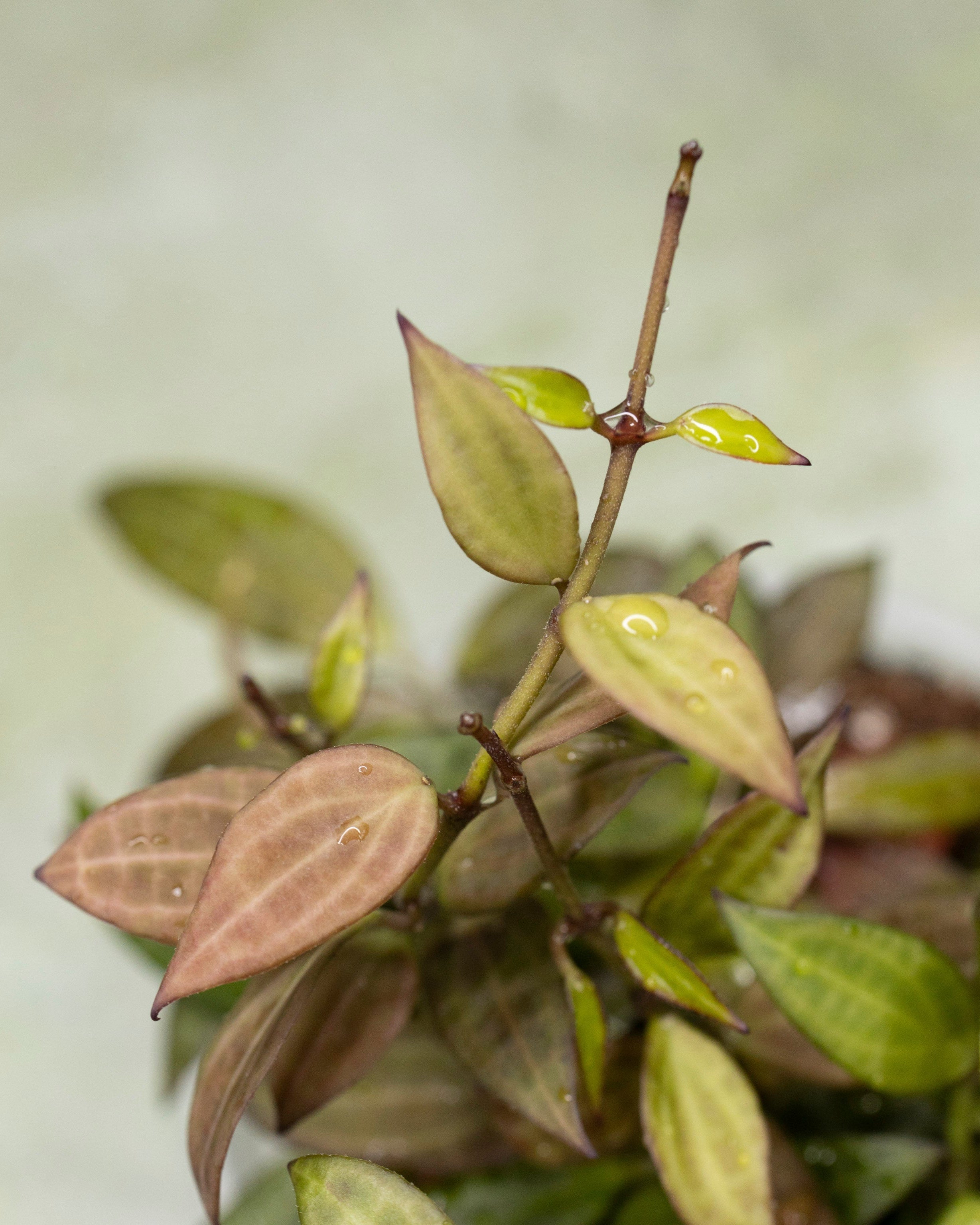 Hoya Microdwarf NS 12-323