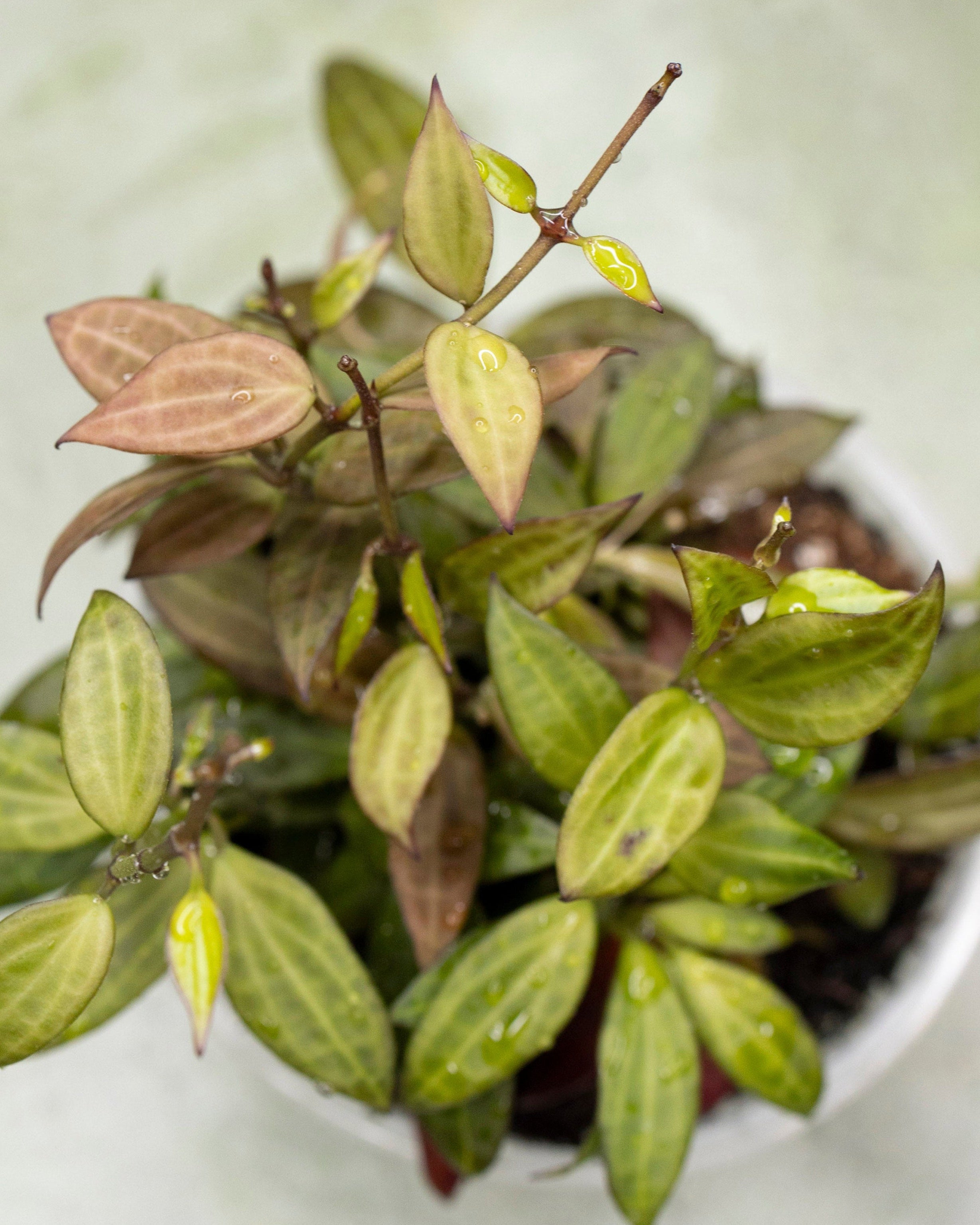 Hoya Microdwarf NS 12-323