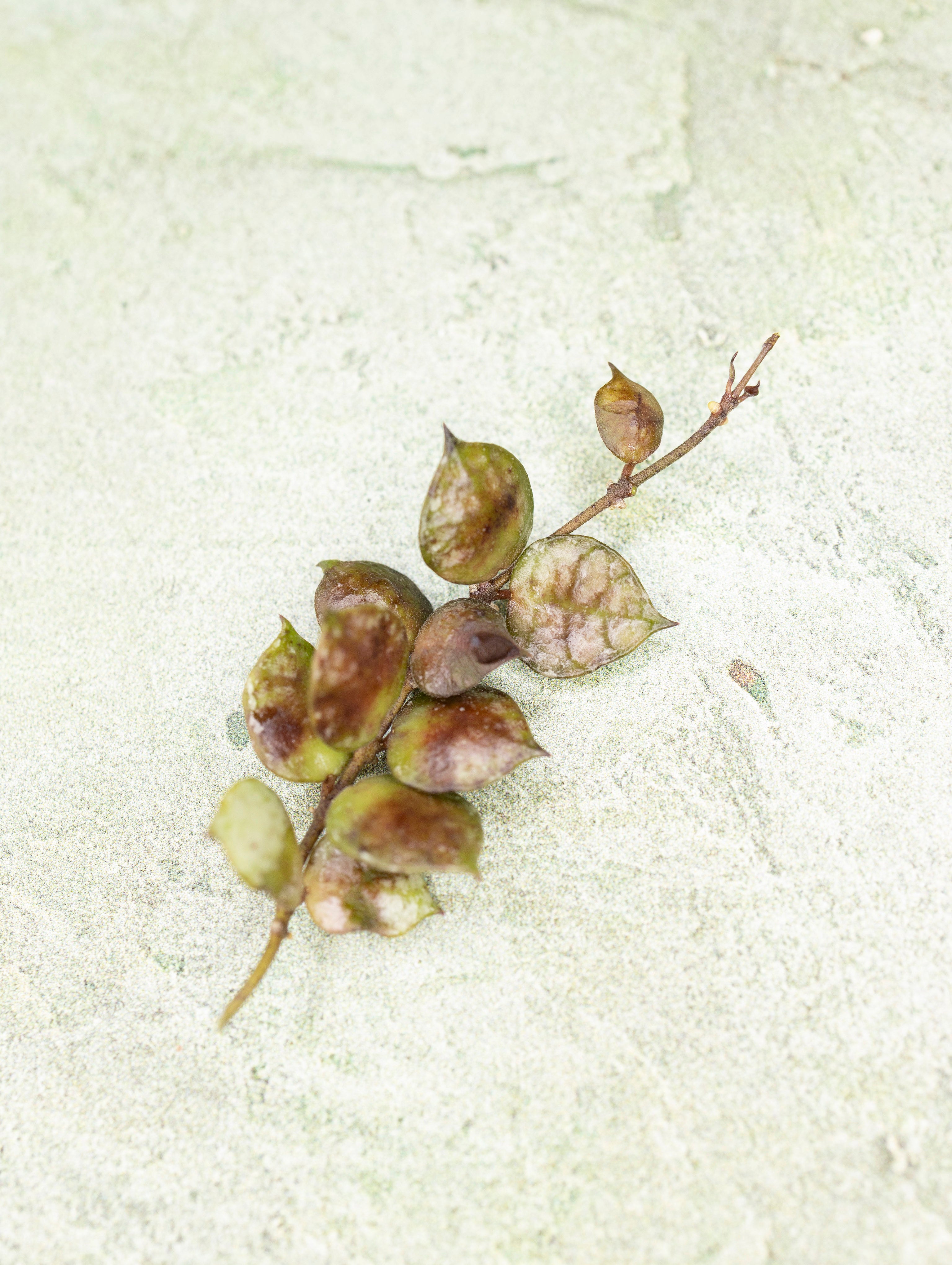 Hoya Minutiflora