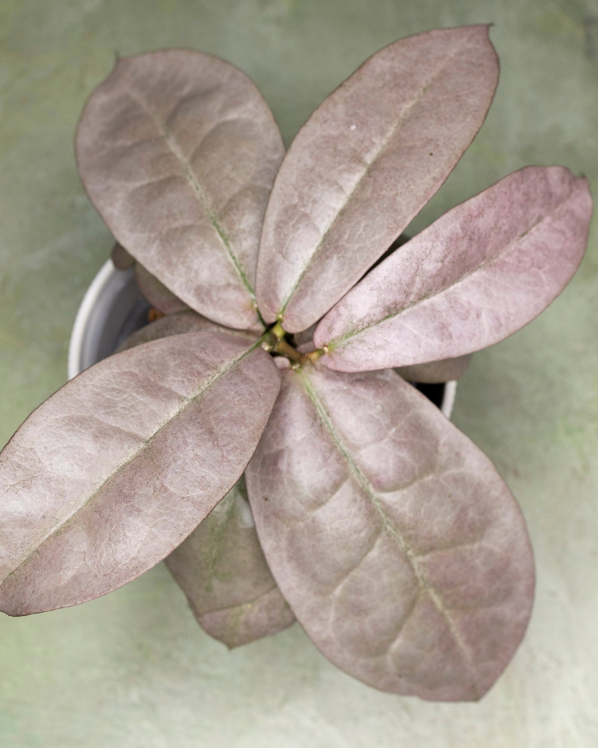 Hoya Mitrata Silver sp Borneo