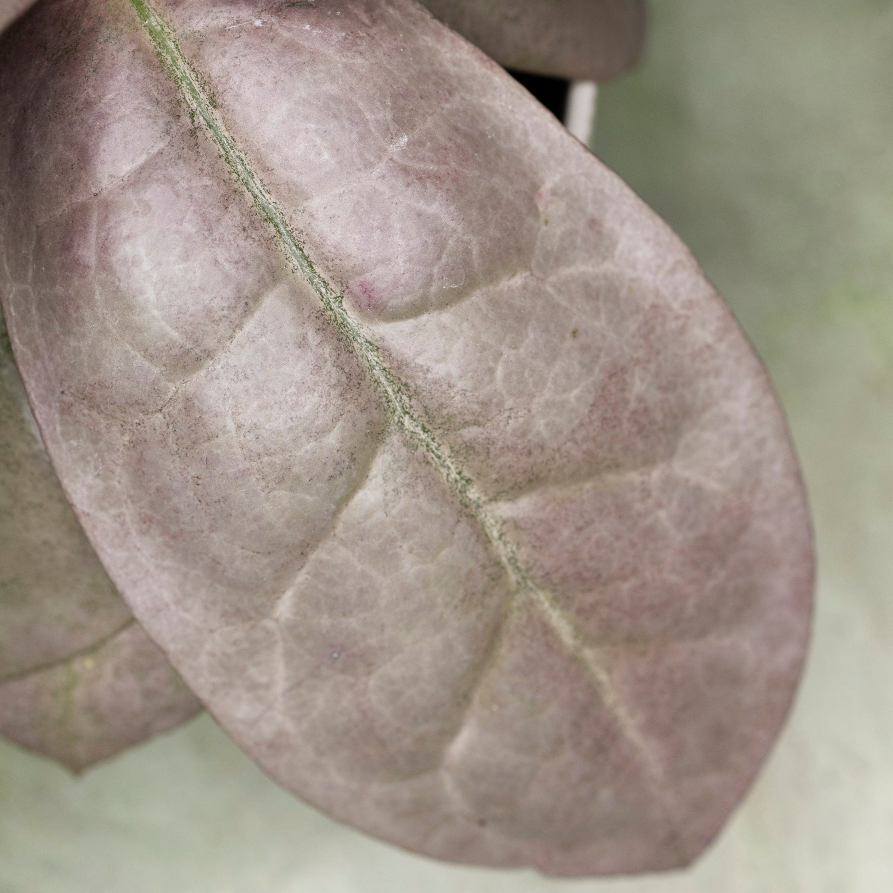 Hoya Mitrata Silver sp Borneo