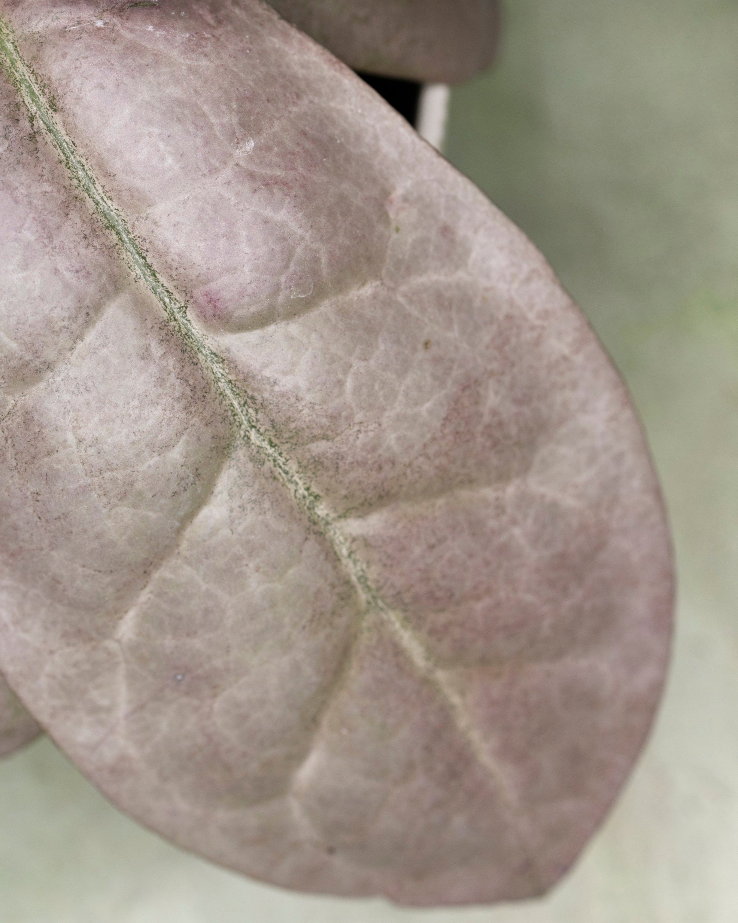 Hoya Mitrata Silver sp Borneo