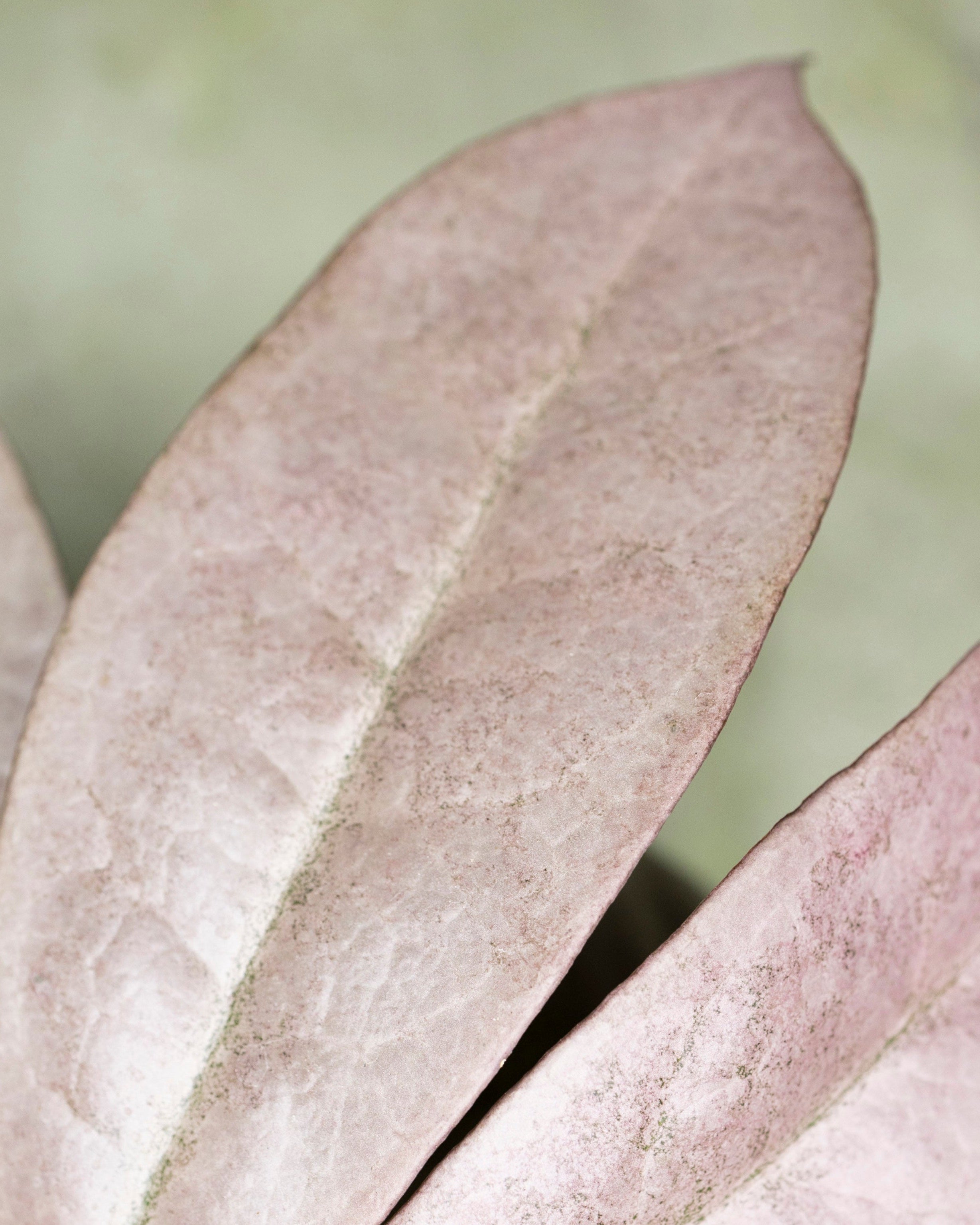 Hoya Mitrata Silver sp Borneo