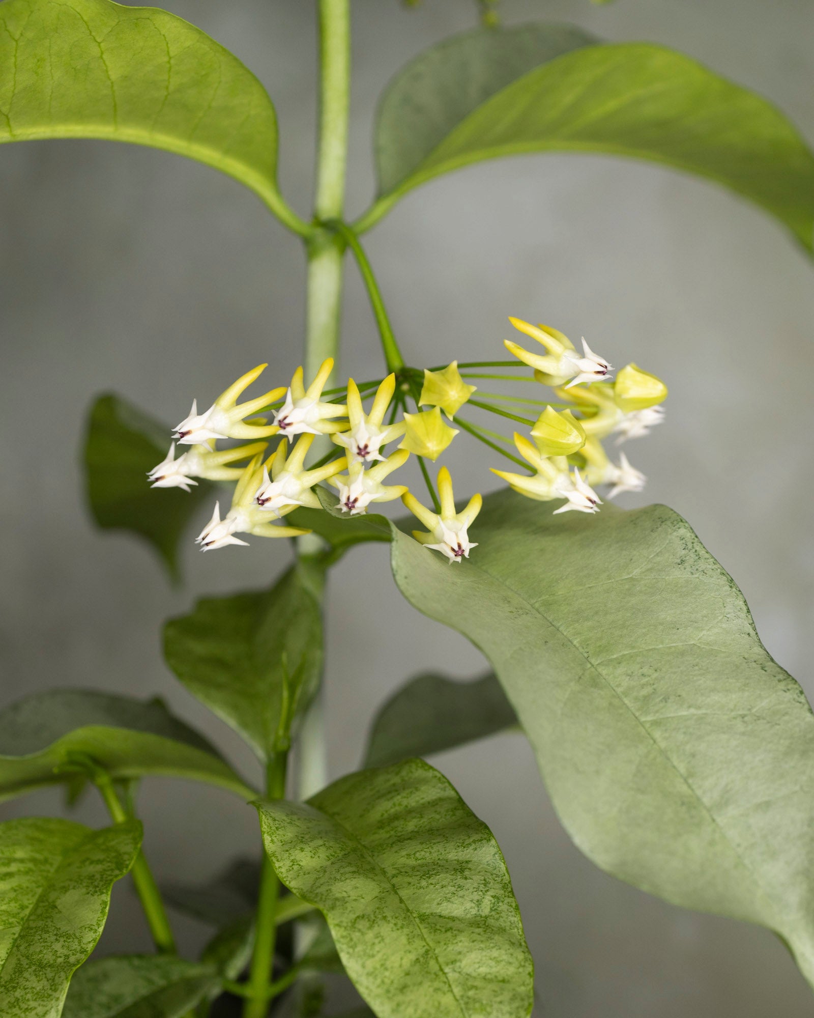 Hoya multiflora (silver)