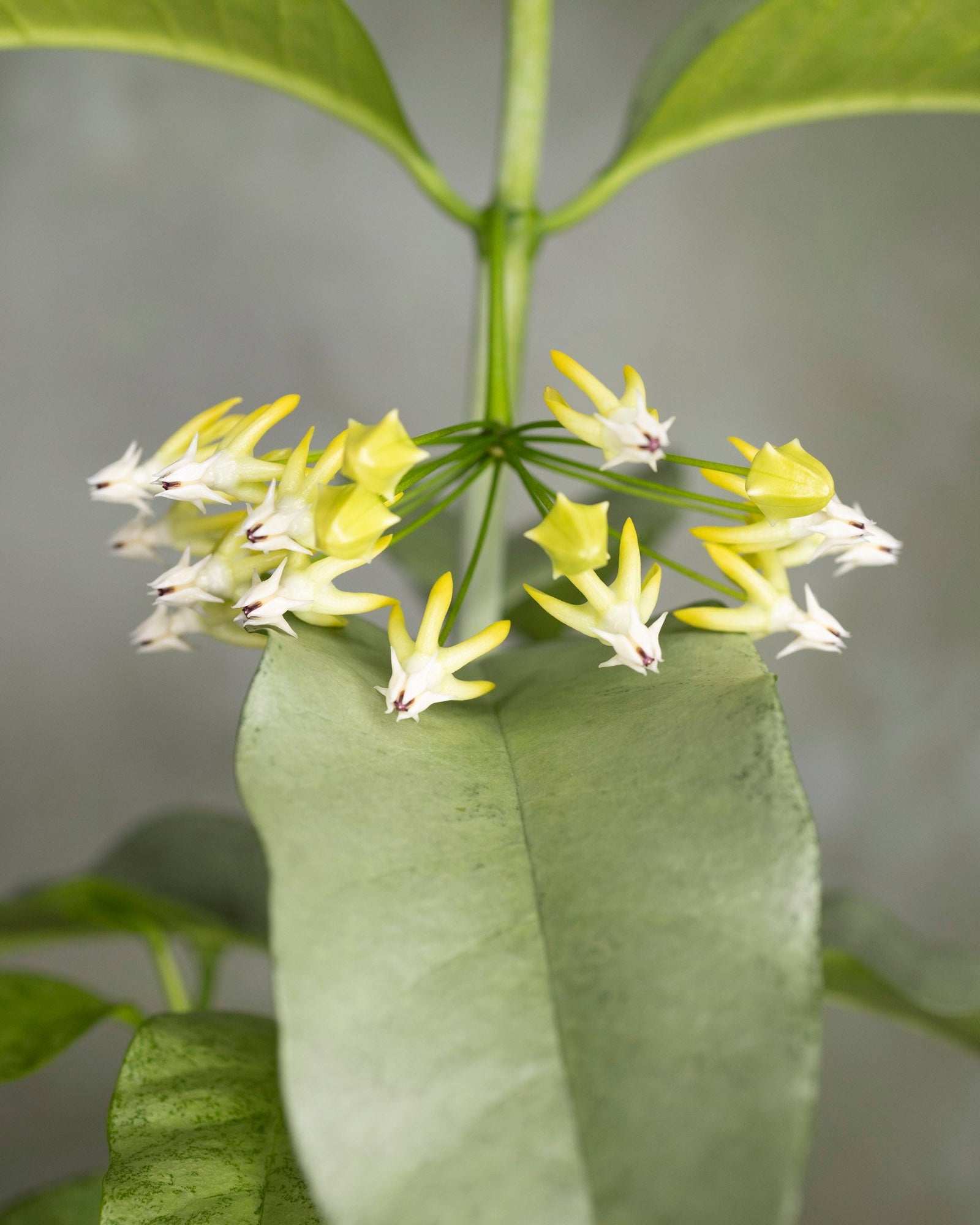 Hoya multiflora (silver)
