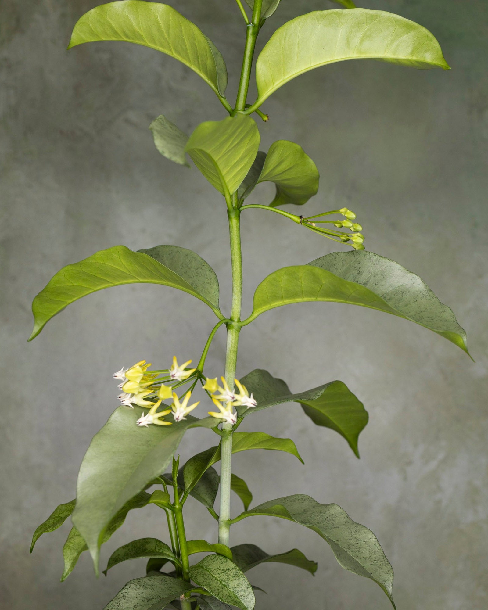 A Hoya Multiflora Silver plant with unrooted cuttings, showing green foliage and yellow flowers.