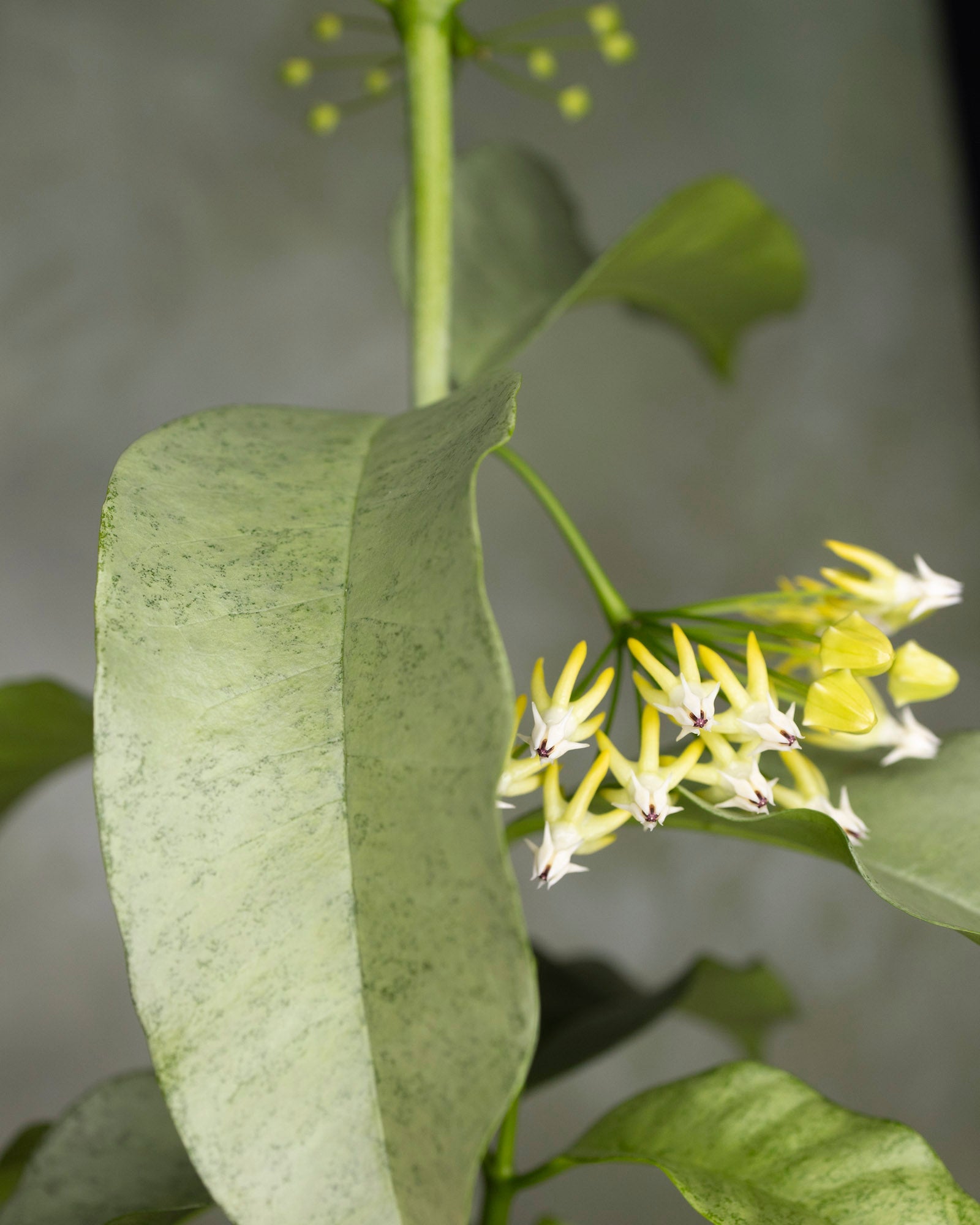 Hoya multiflora (silver)