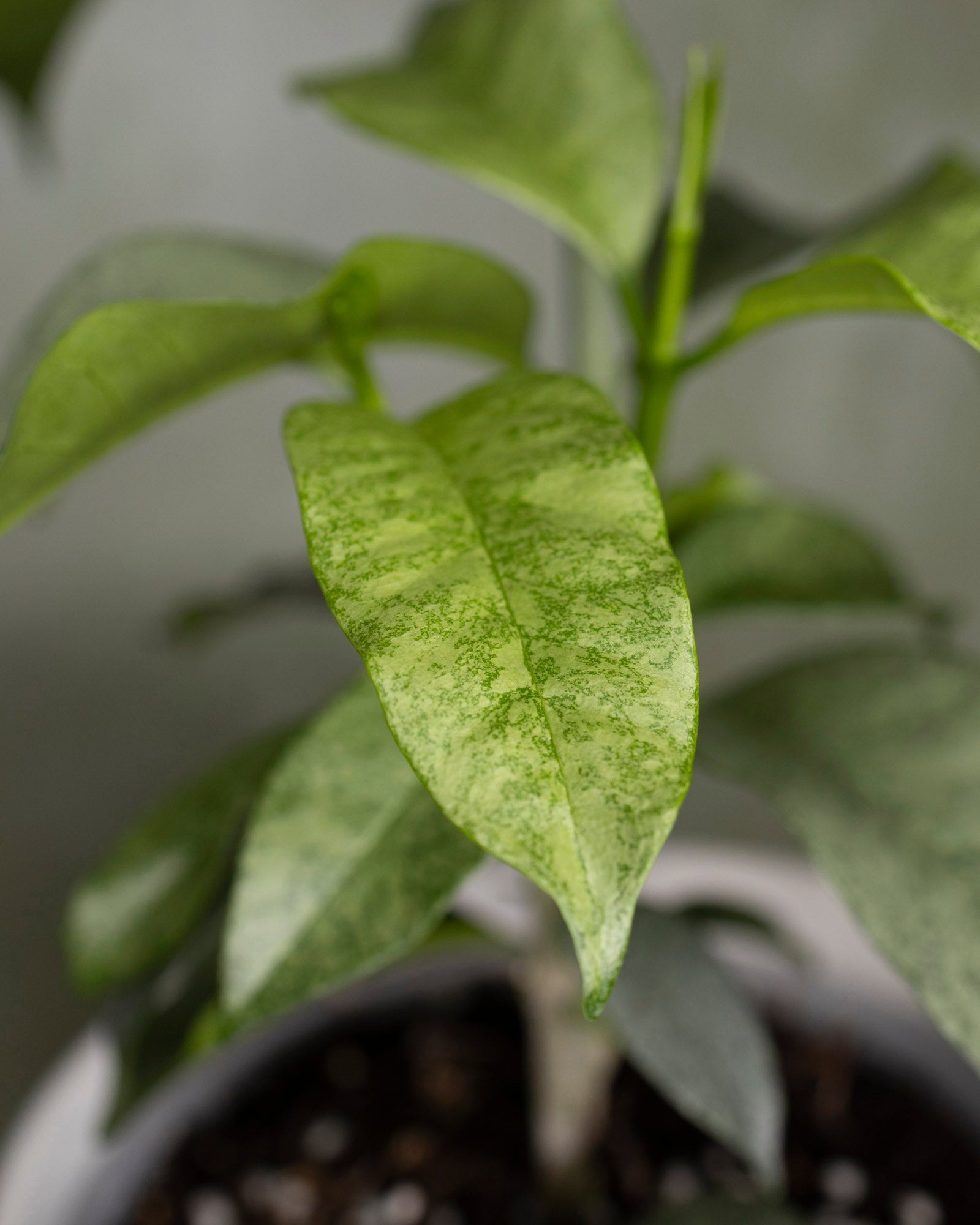 Hoya multiflora (silver)