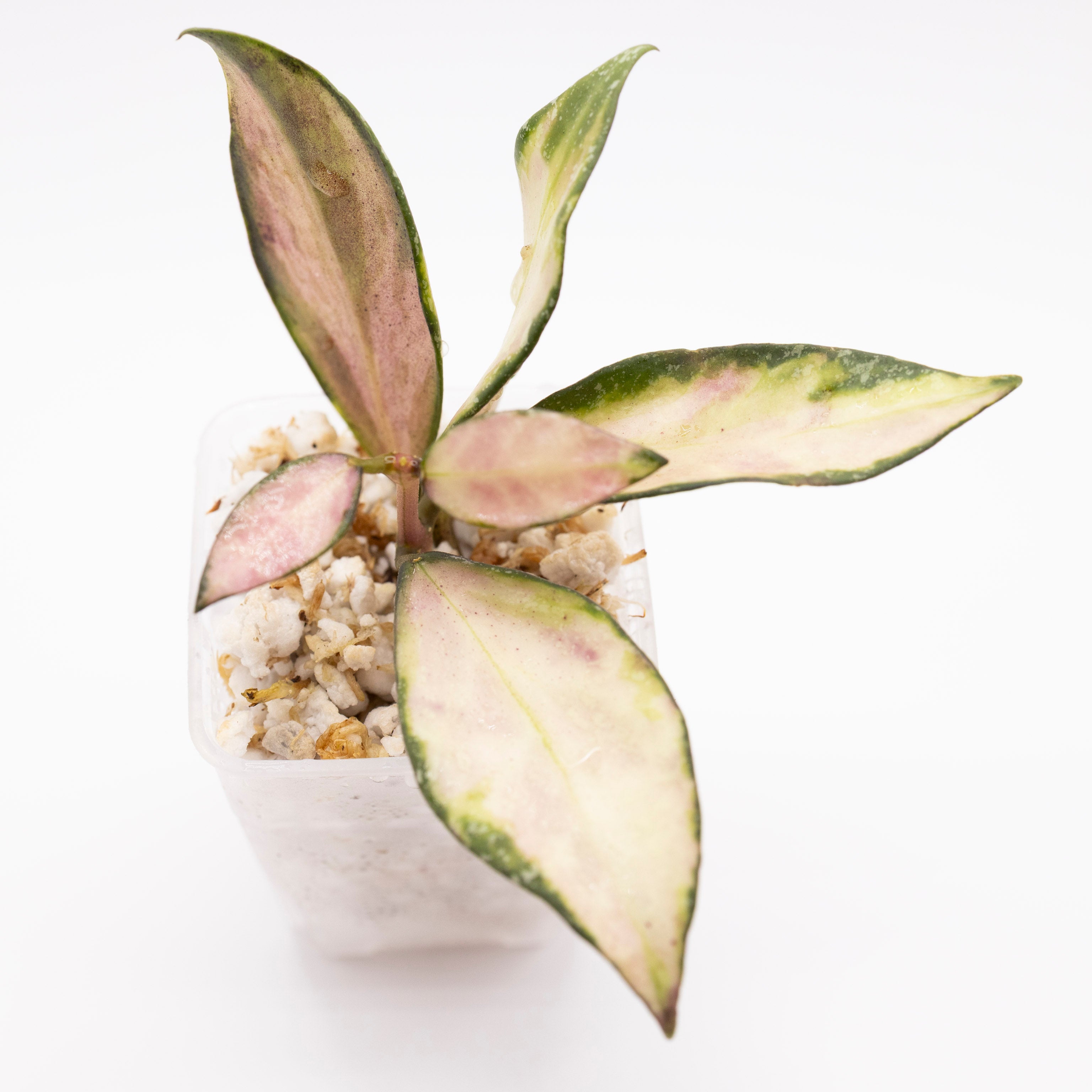 Hoya Nabawanensis Variegated