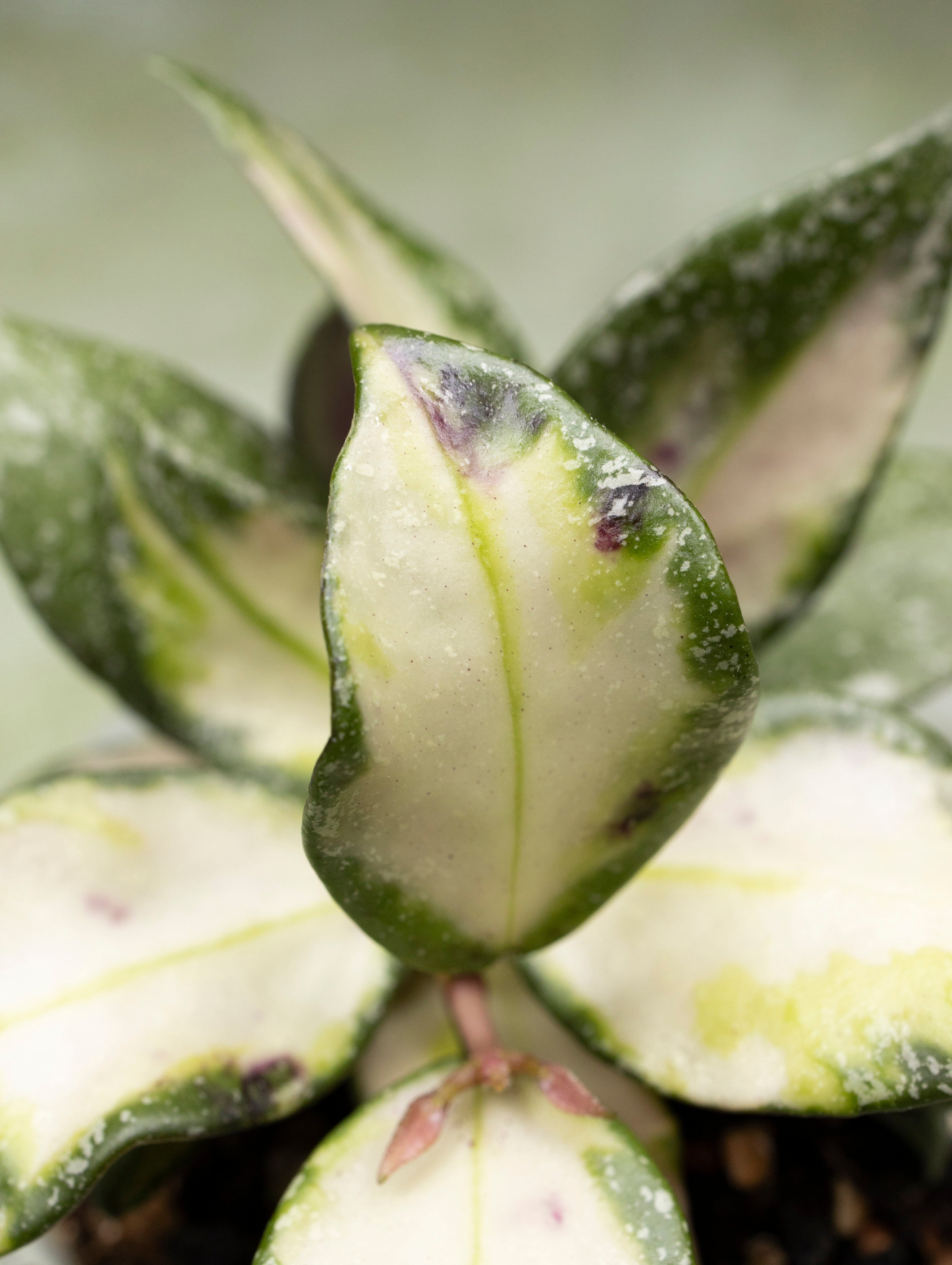 Hoya Nabawanensis Variegated