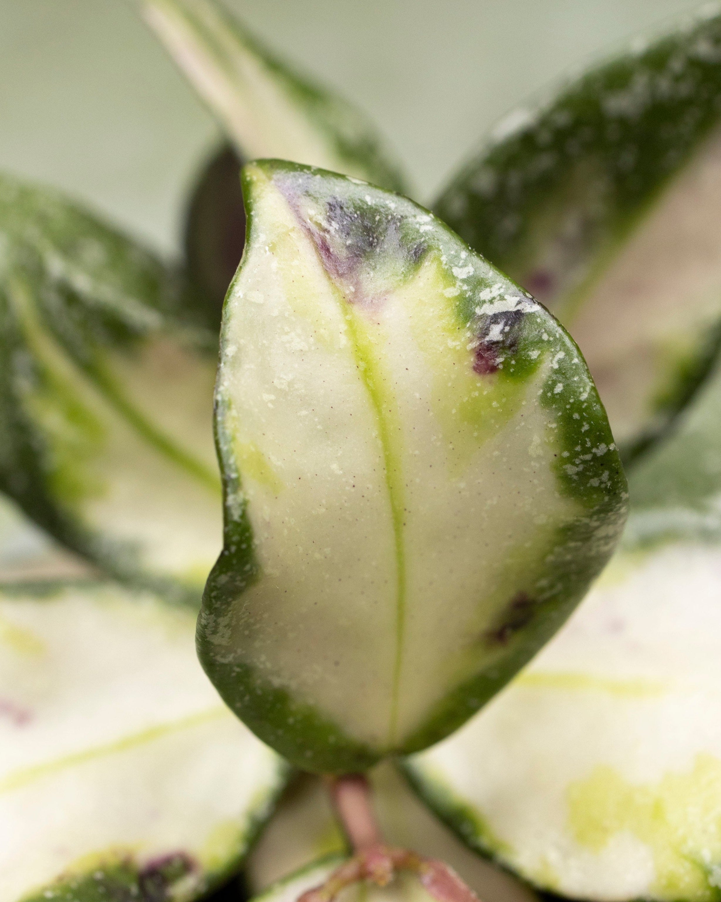 Hoya Nabawanensis Variegated