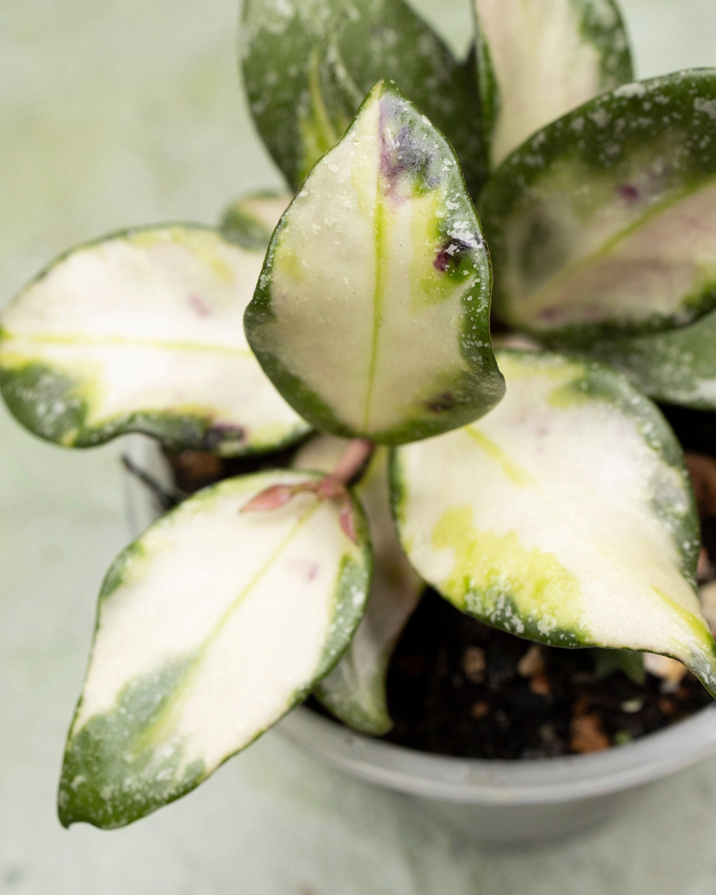 Hoya Nabawanensis Variegated