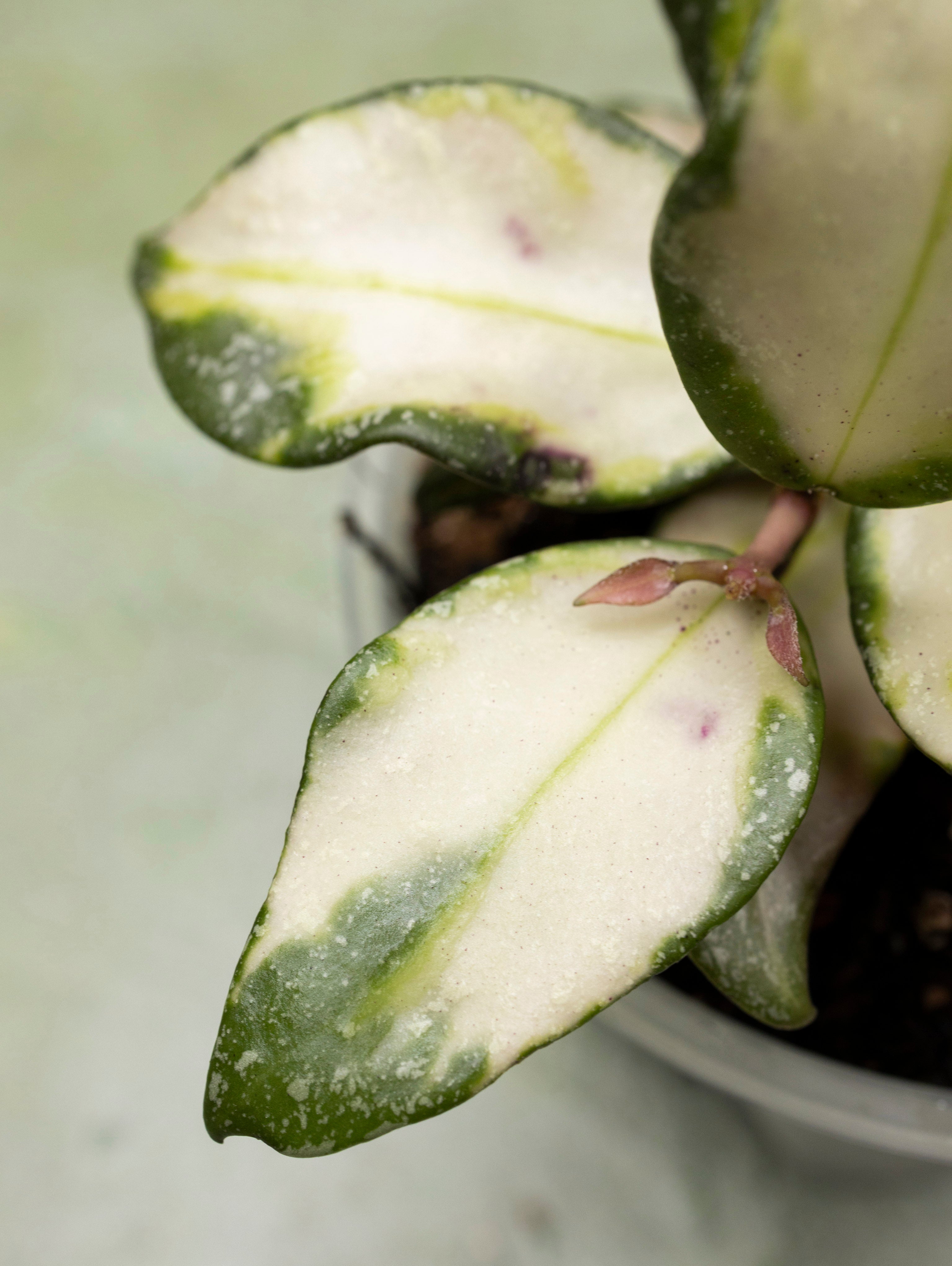 Hoya Nabawanensis Variegated