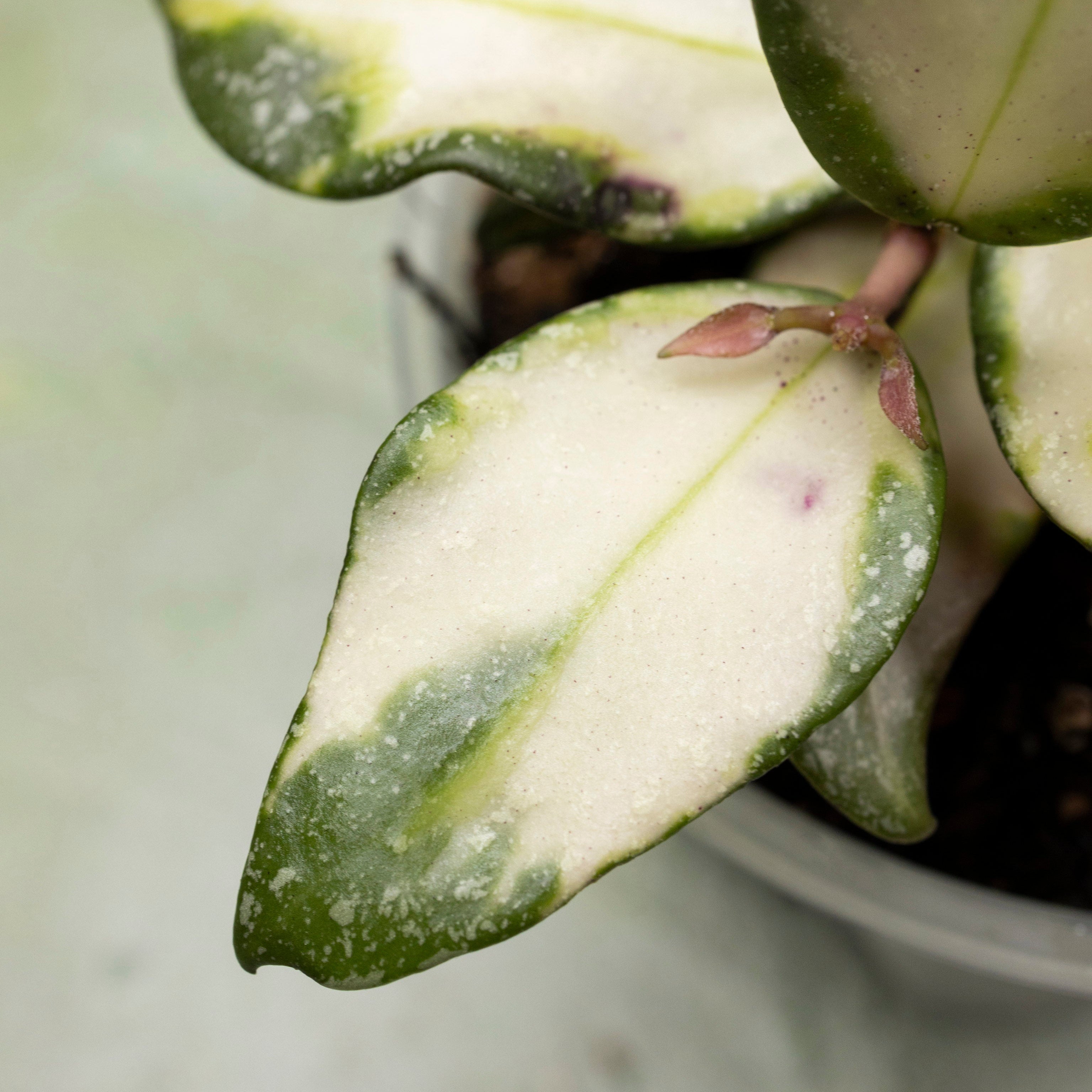 Hoya Nabawanensis Variegated
