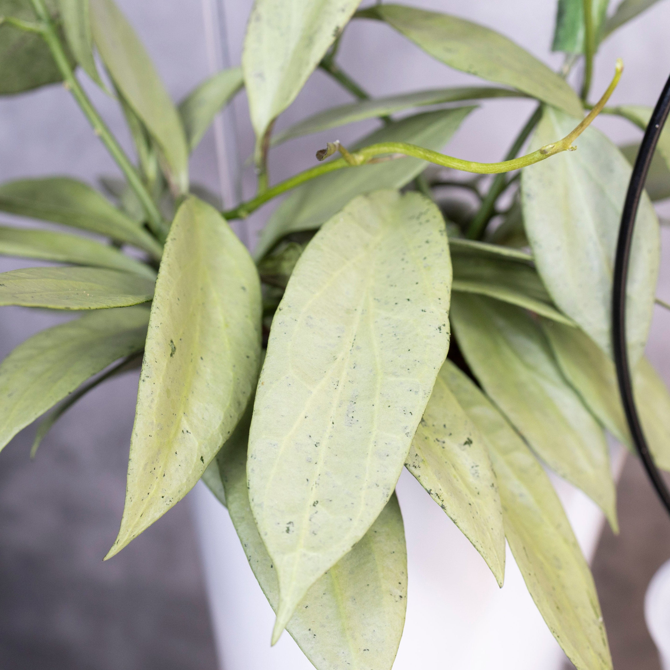 Close-up of a potted plant with silver leaves against a blurred background, Hoya Nicholsoniae New Guinea Ghost