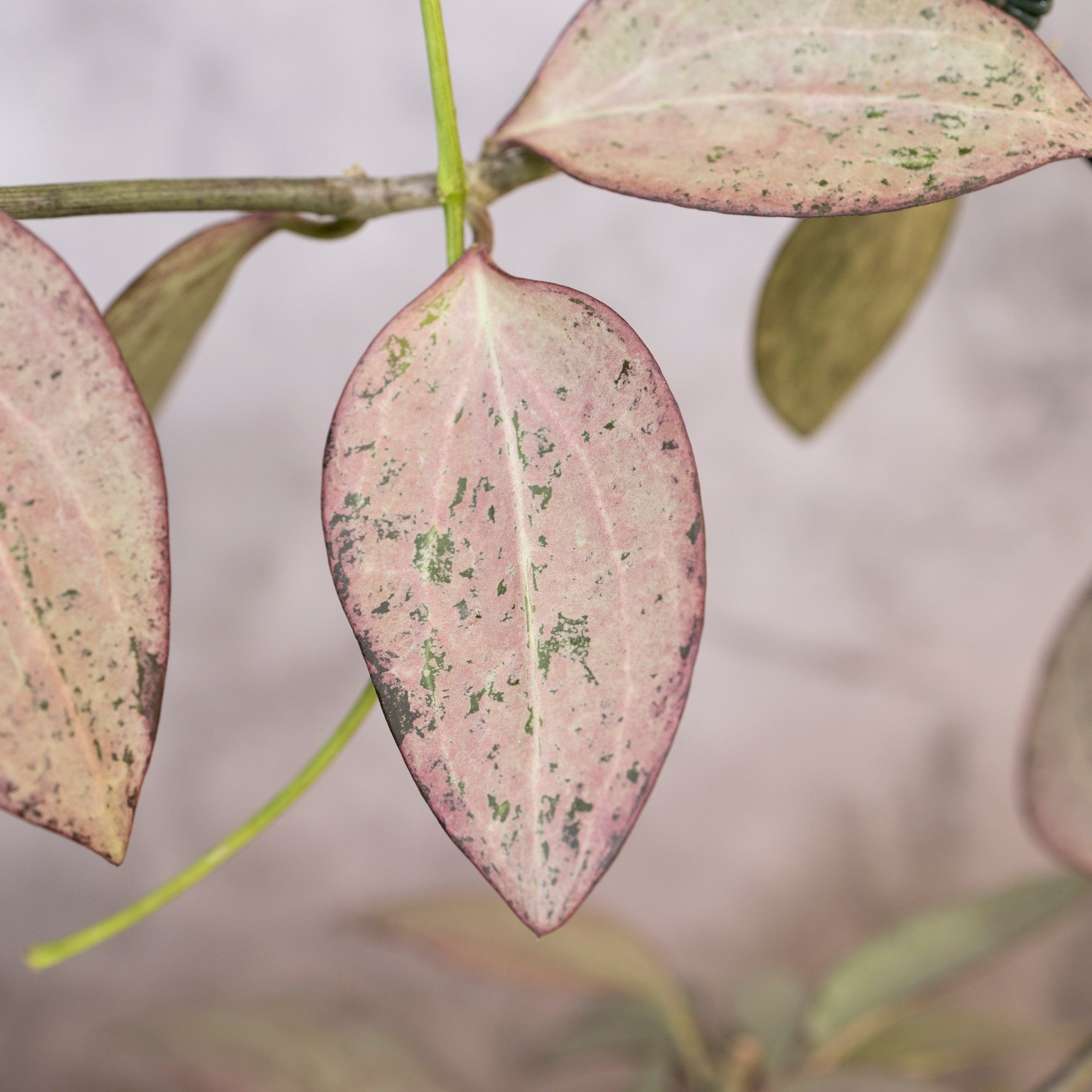 Close-up of pinkish leaves with a blurred background, Hoya Nicholsoniae New Guinea Ghost