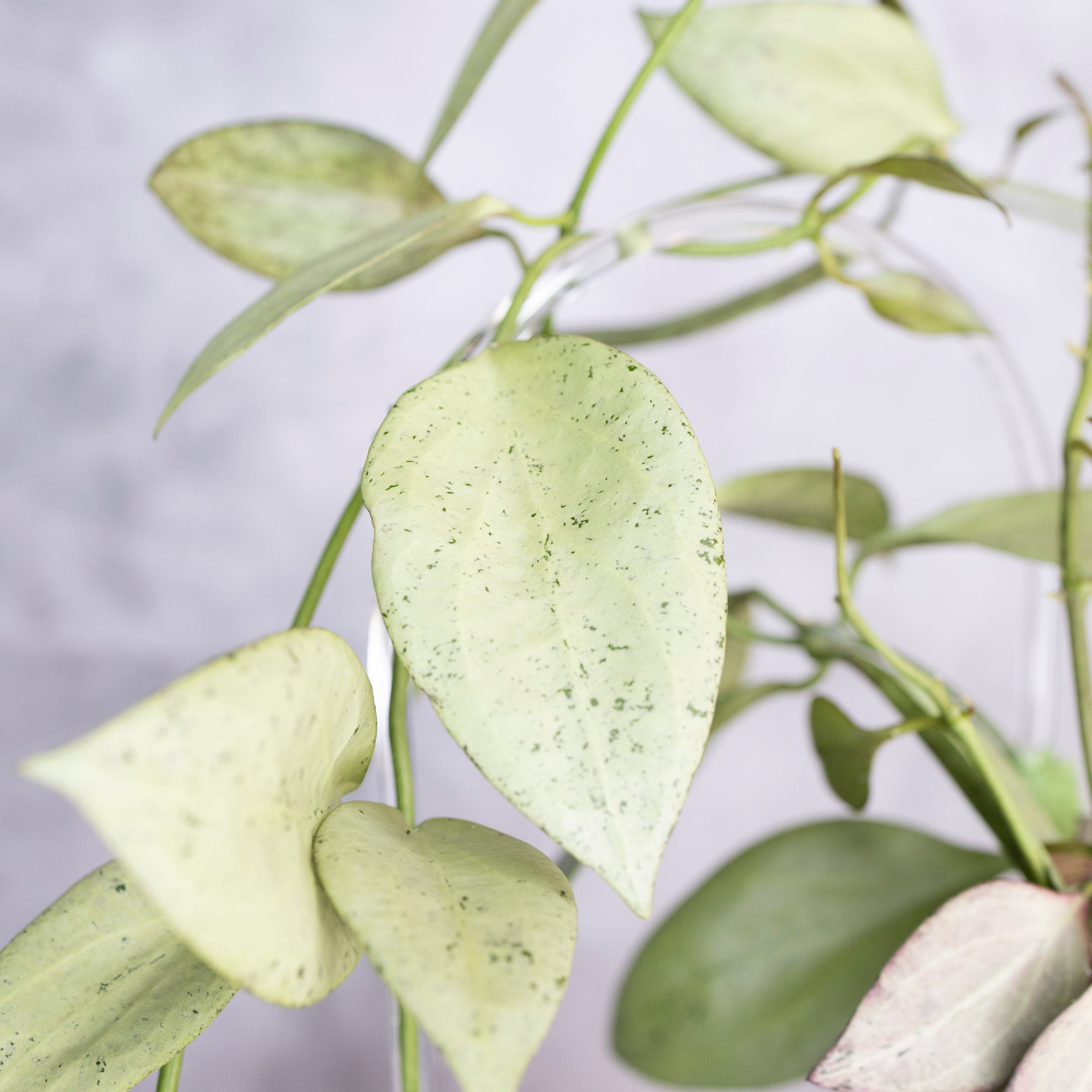 Close-up of a green leafy plant with a light gray background, Hoya Nicholsoniae New Guinea Ghost