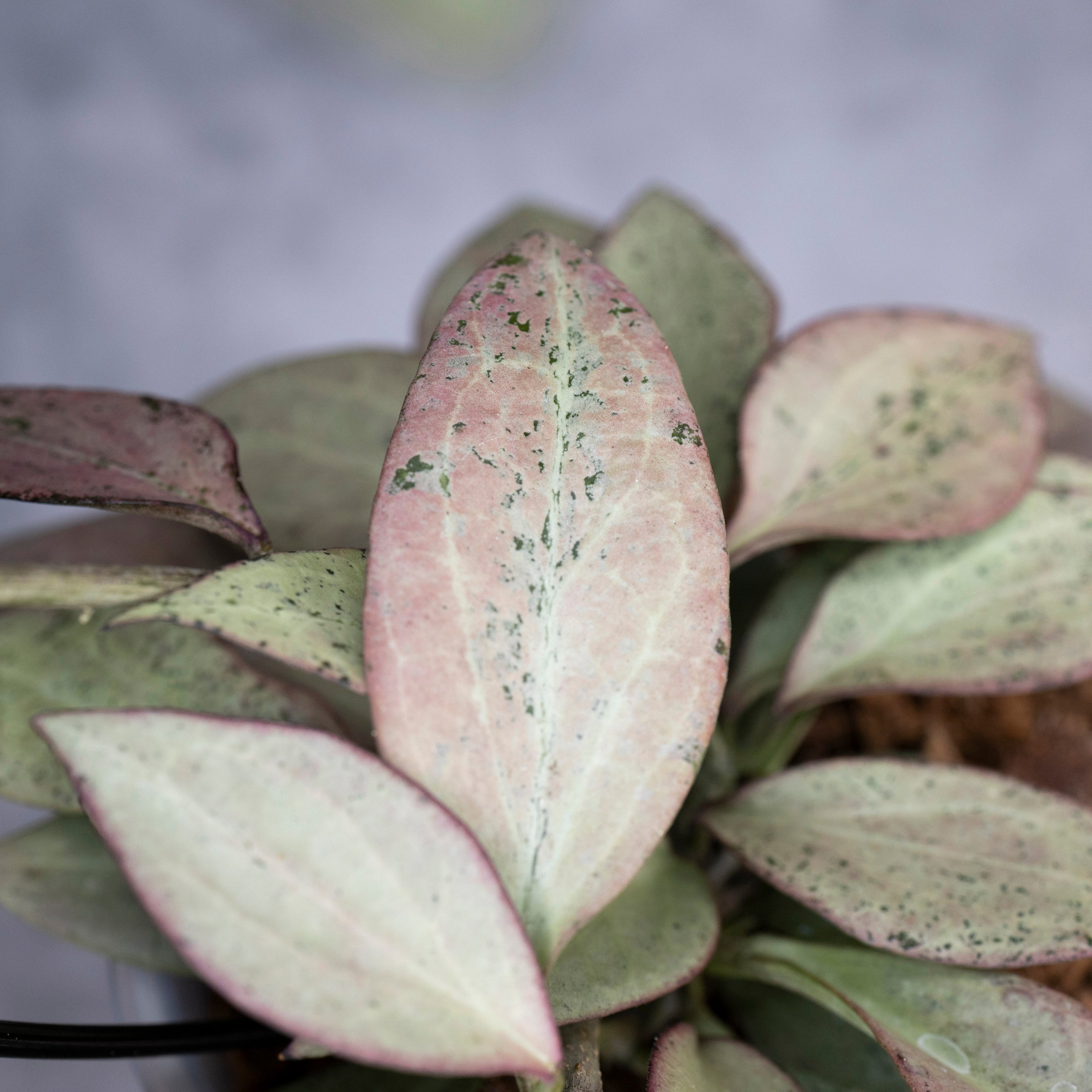 Close-up of a plant with pink and green leaves on a blurred background, Hoya Nicholsoniae New Guinea Ghost