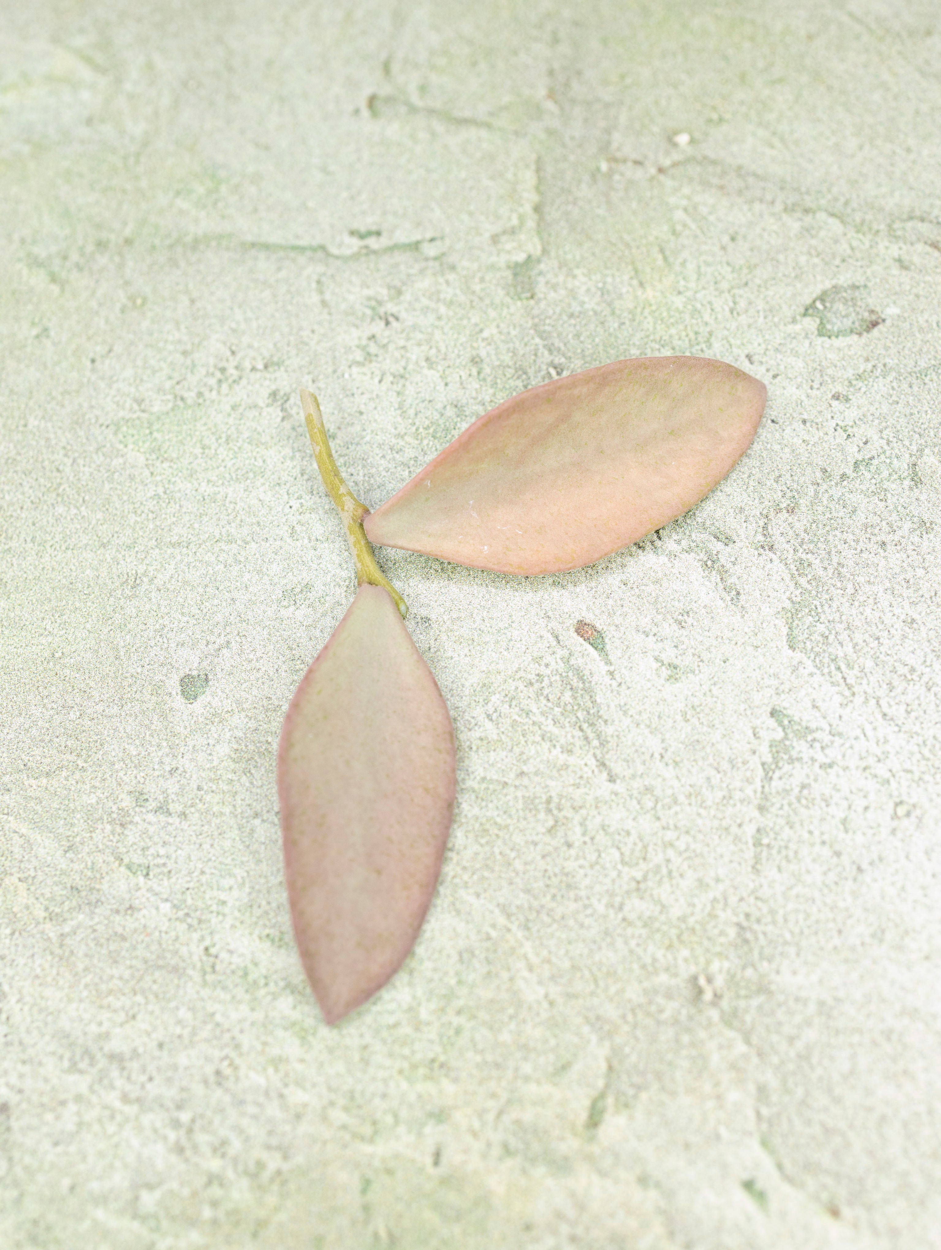 Hoya Nummularioides Silver
